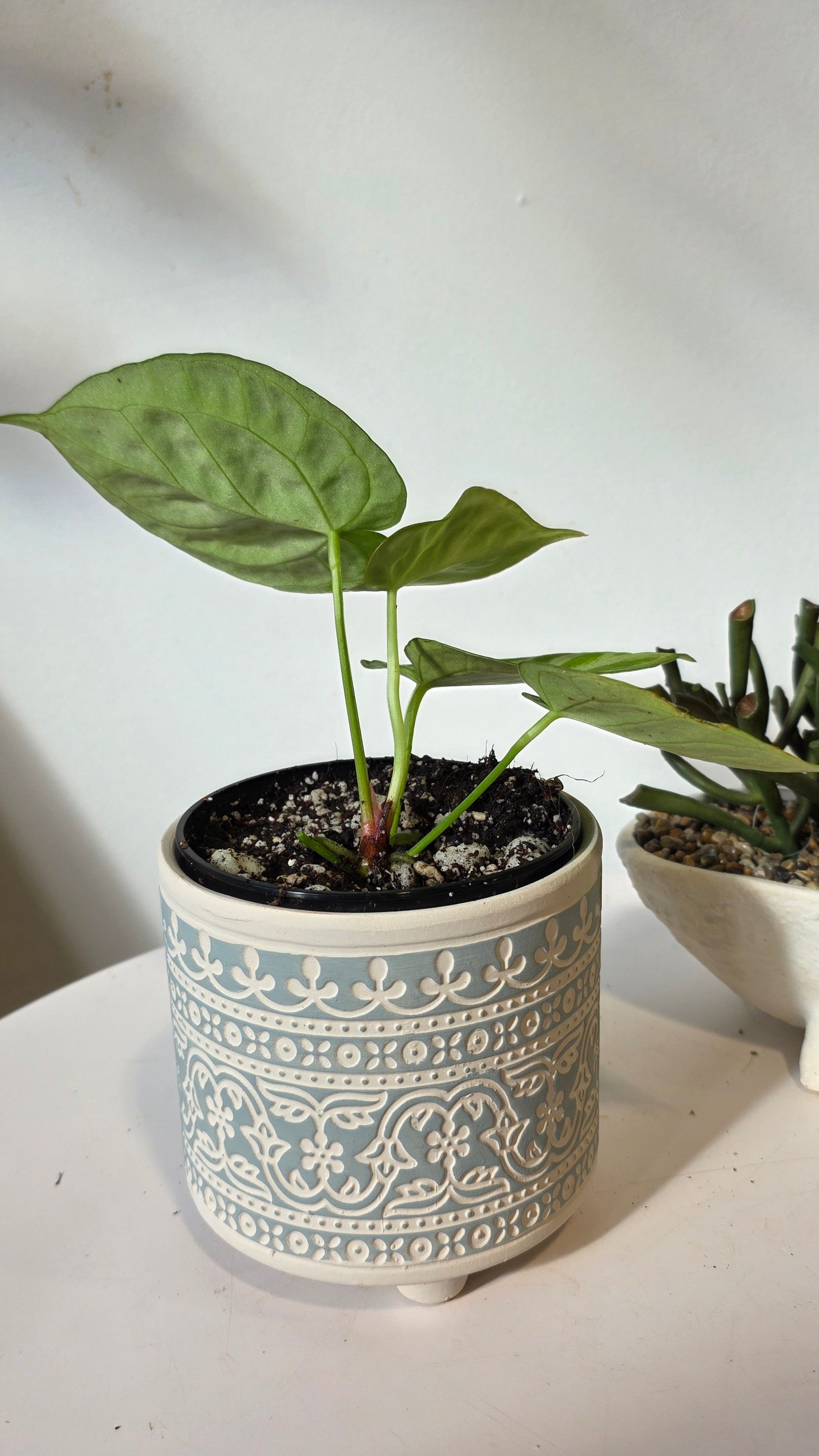 Anthurium Dorsil "b"