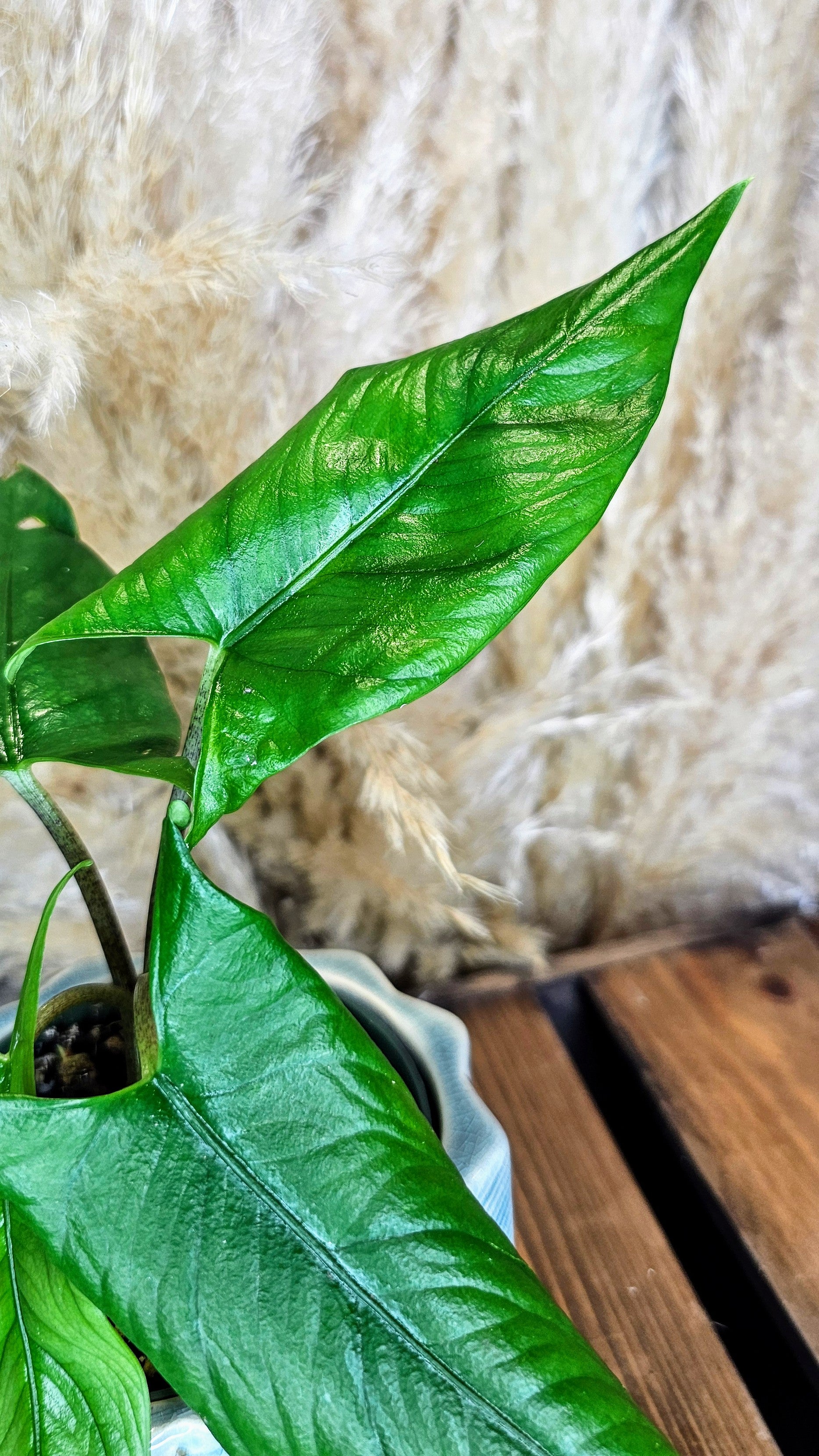 Alocasia Heterophyllia
