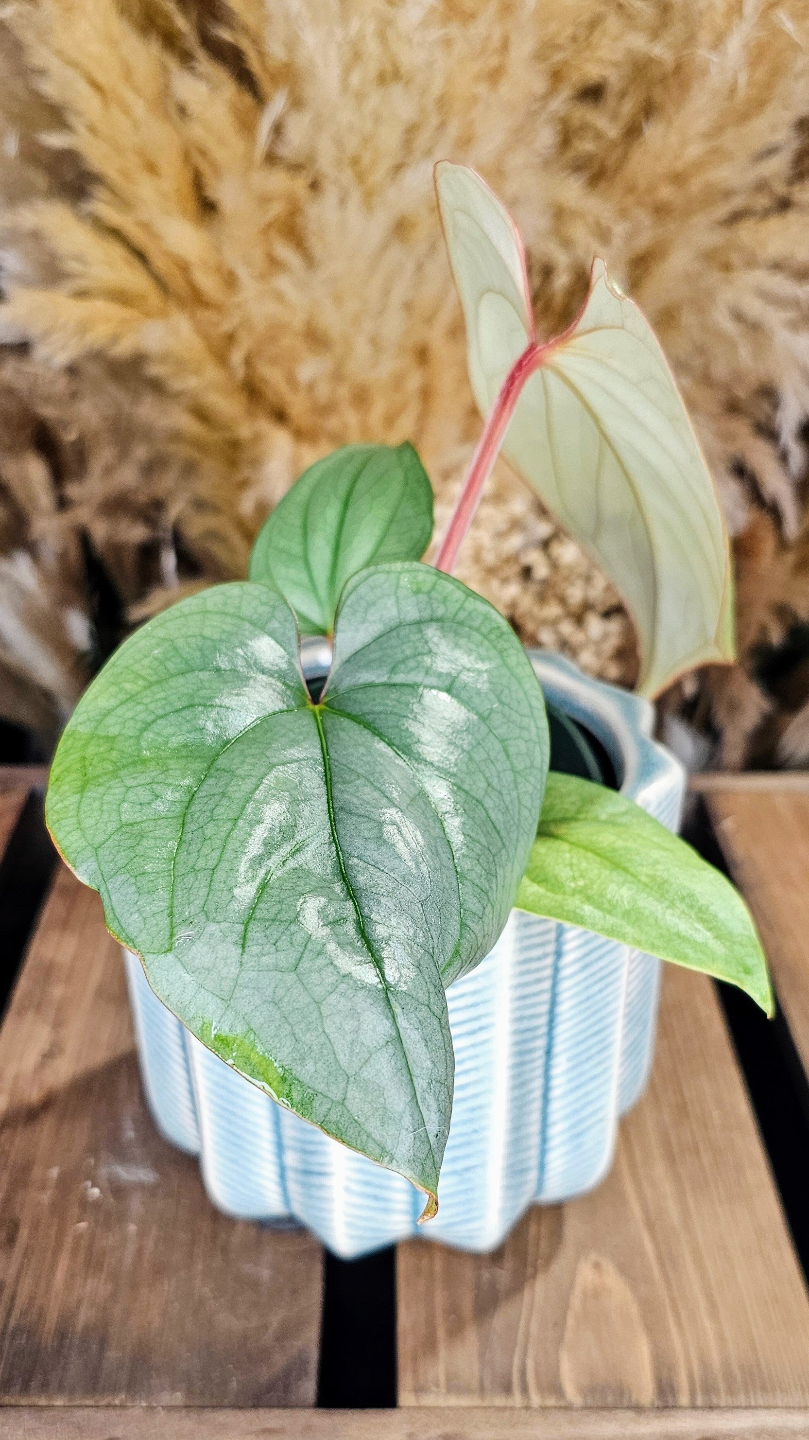 Anthurium sp. Peru Silver (WAP01)