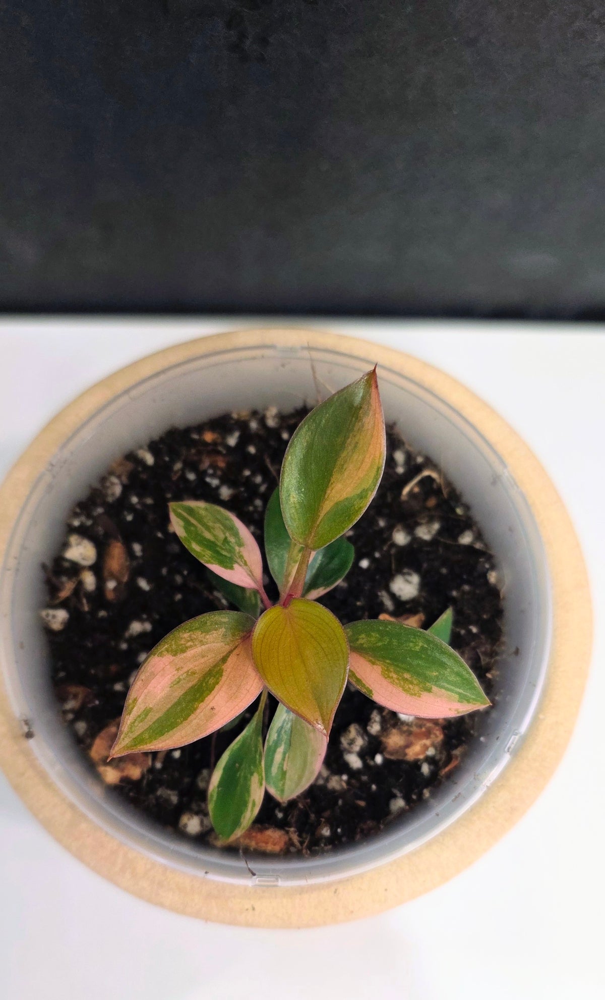 Philodendron Red Congo Variegated B