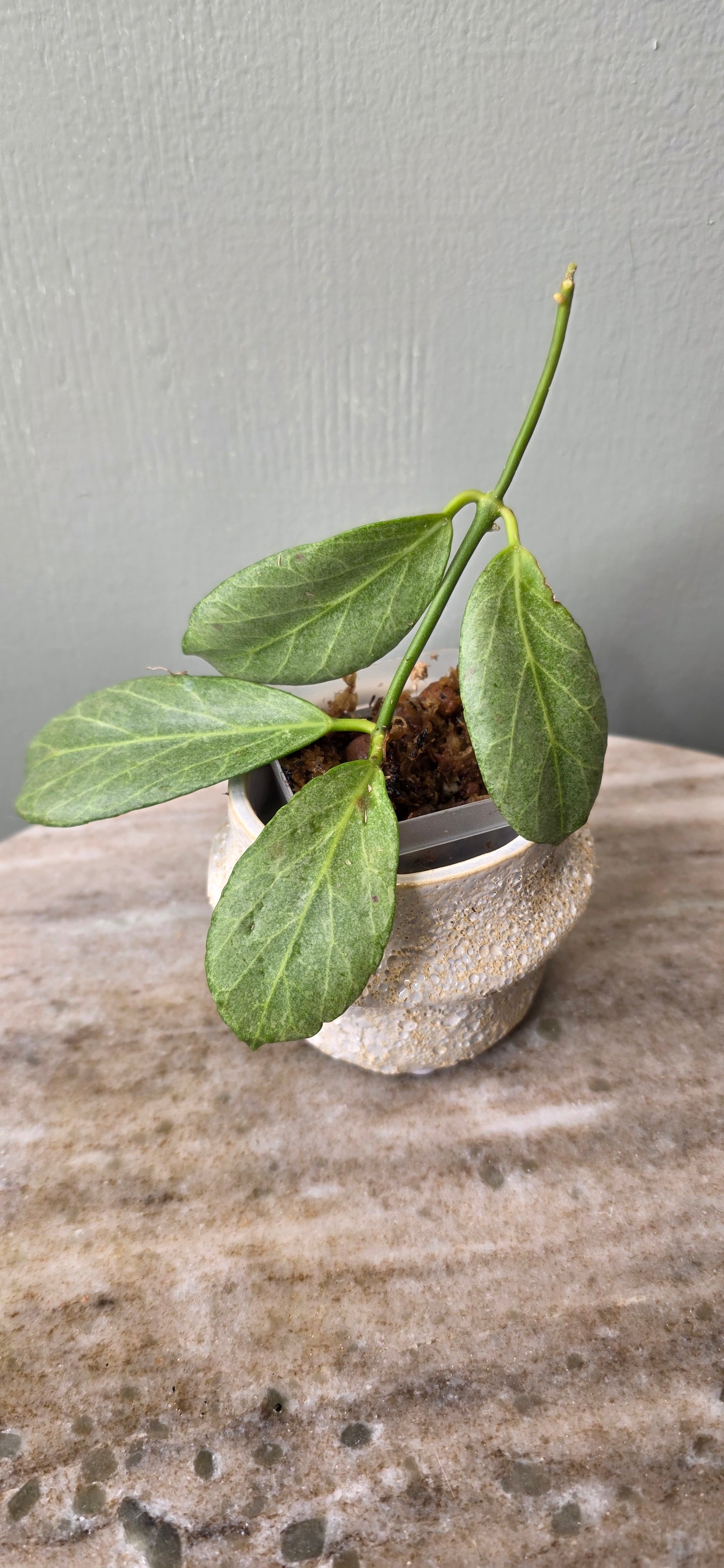 Hoya Obscura Silver B