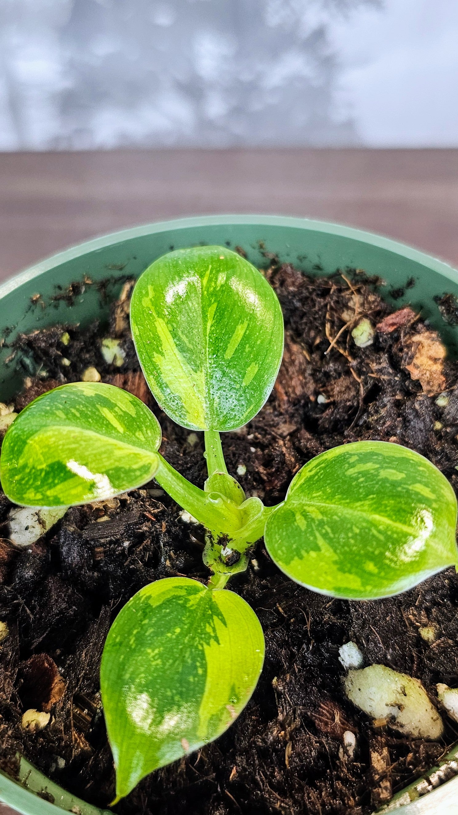 Philodendron Green Congo Nuclear (PH01)