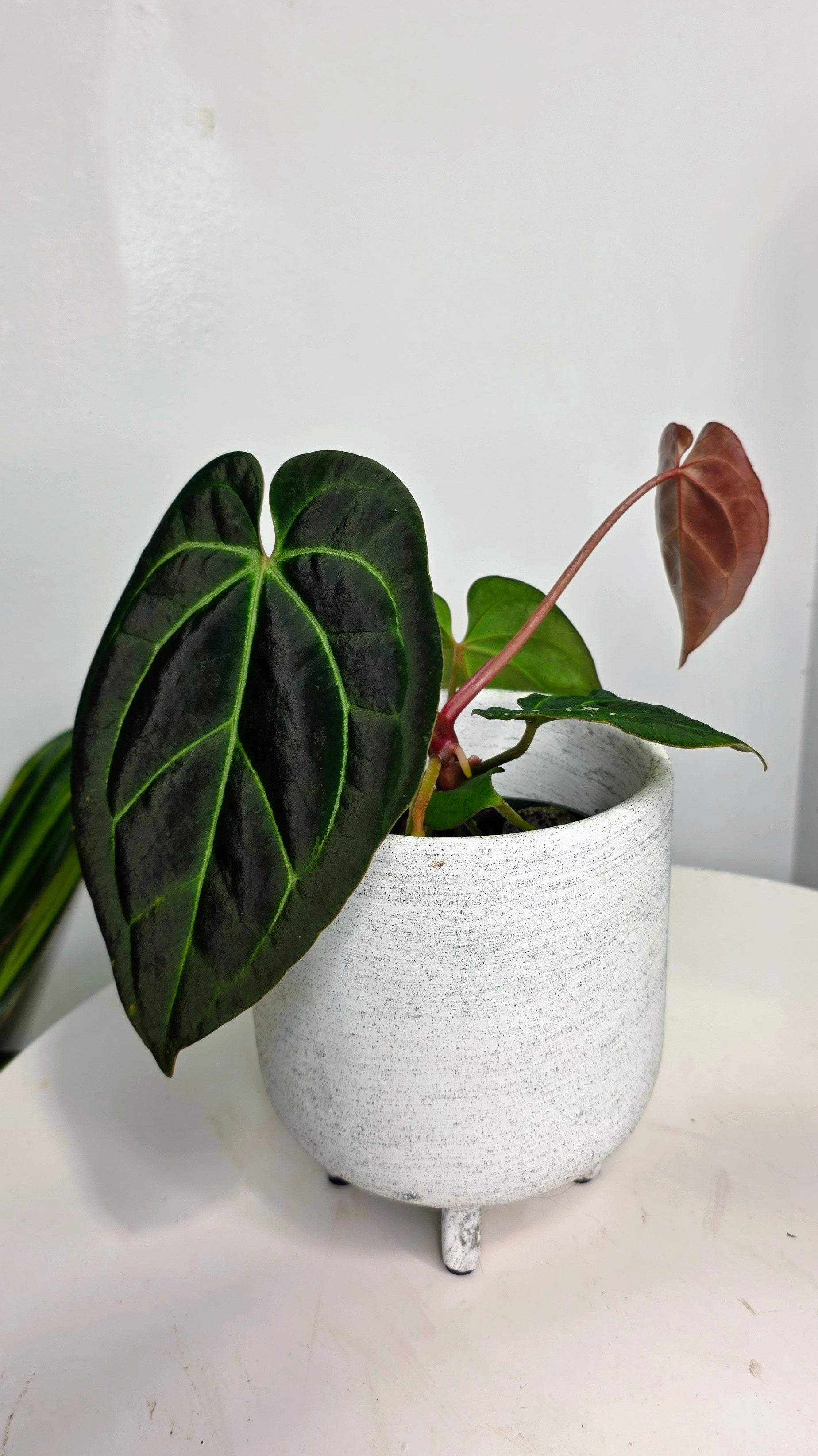Anthurium Crystallinum X Besseae aff