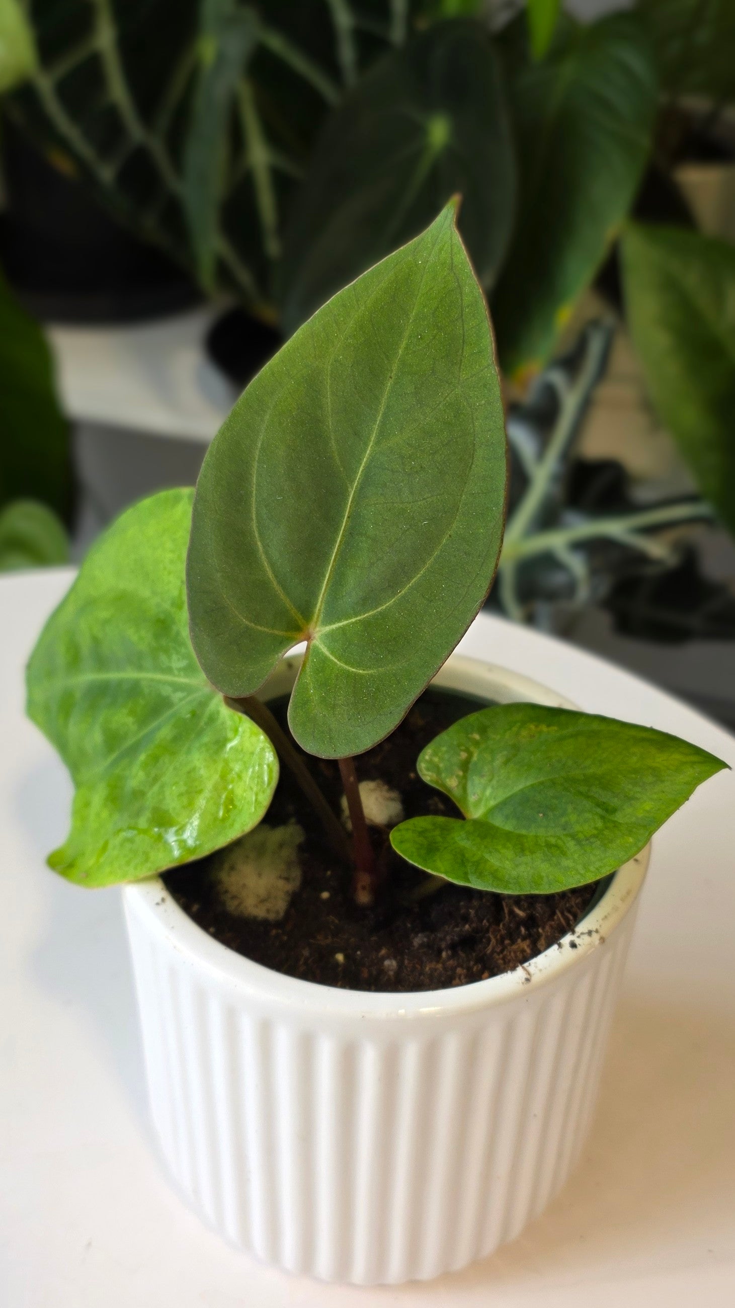 Anthurium Besseae aff x Eastern Dressleri (c)