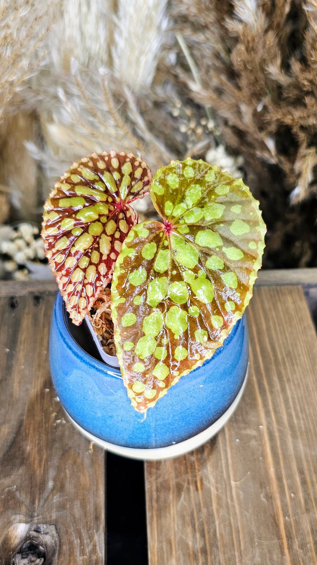 Begonia Chlorosticta