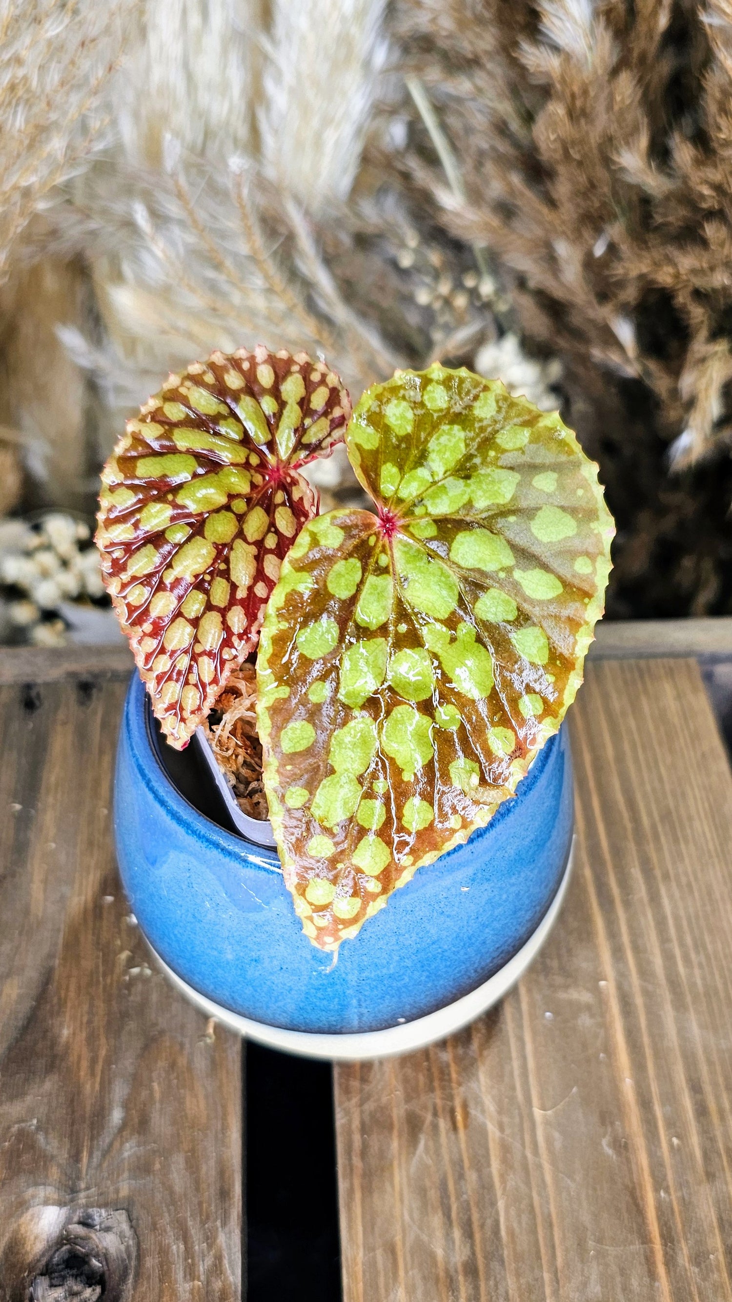 Begonia Chlorosticta