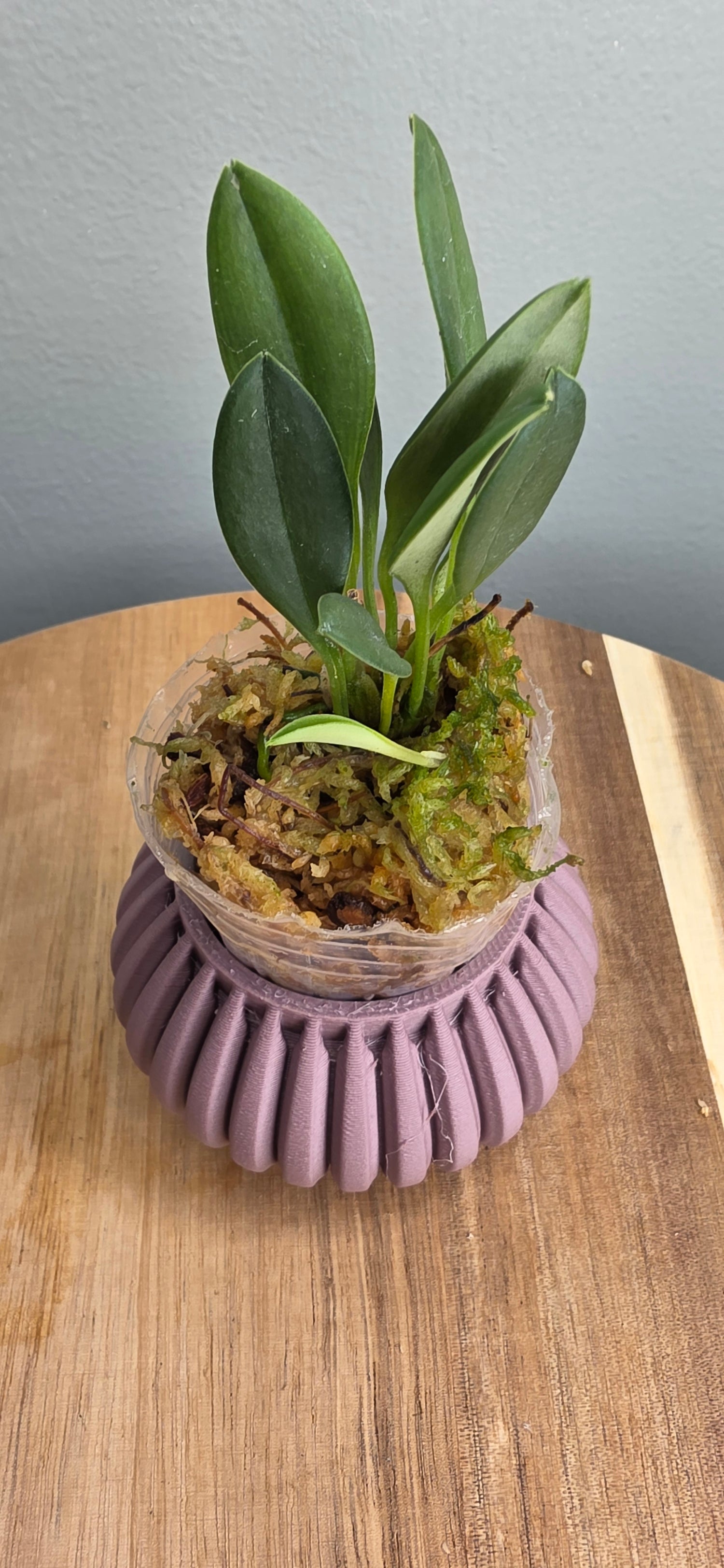 Masdevallia lychniphora