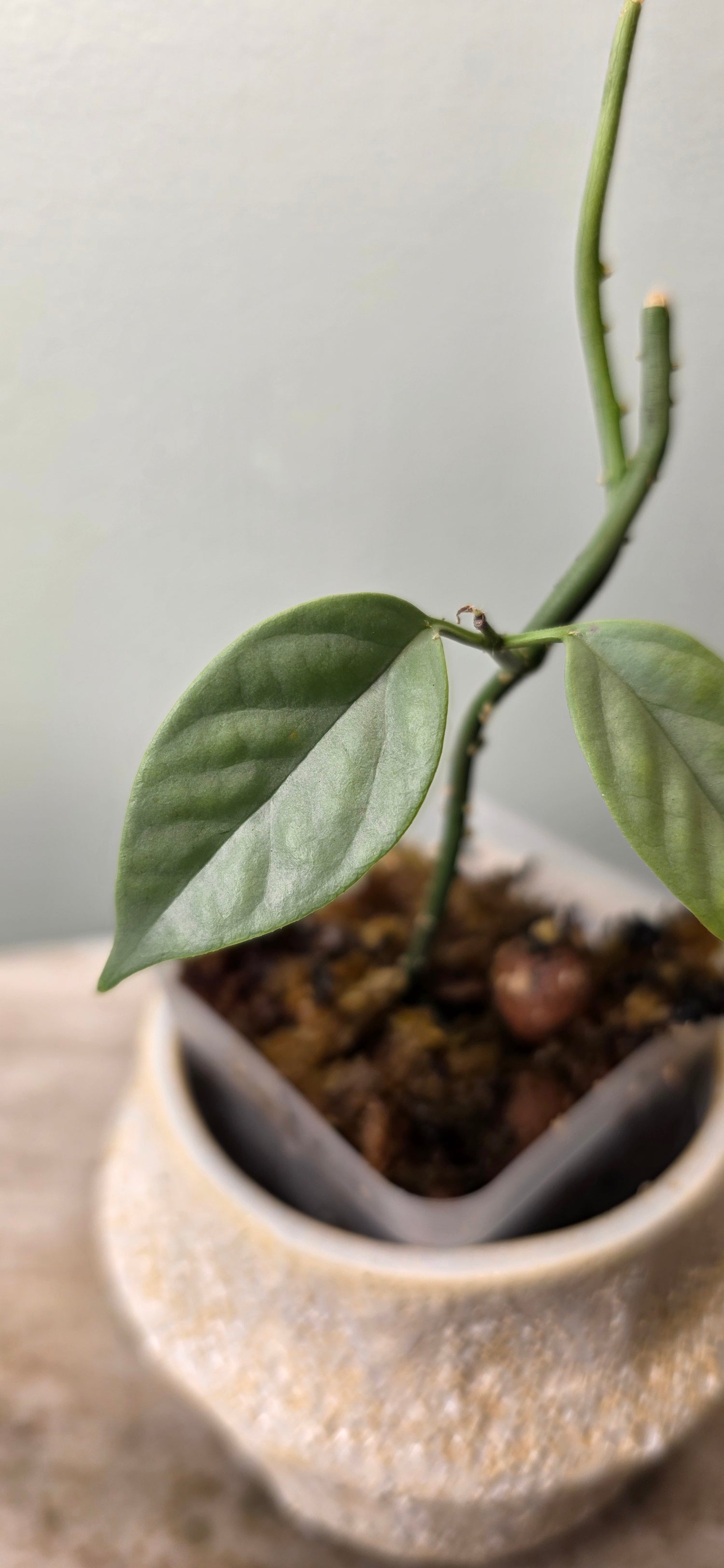 Hoya coriacea silver B