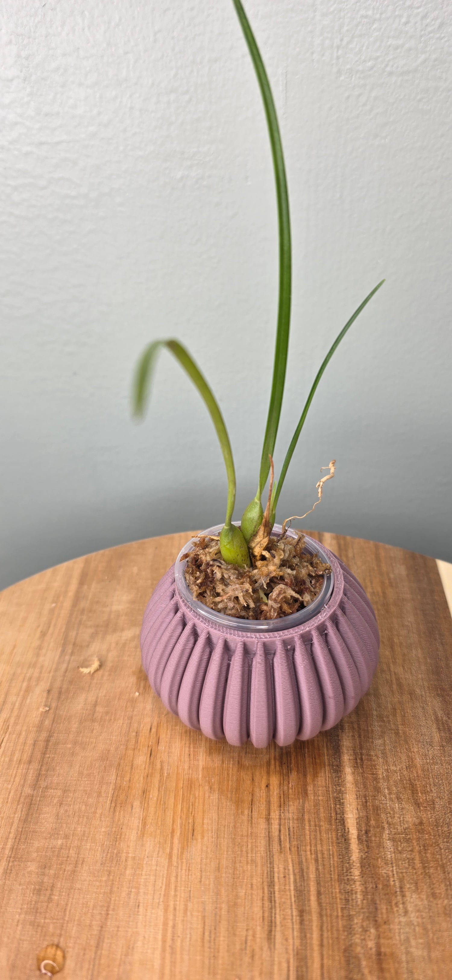 Maxillaria tenuifolia