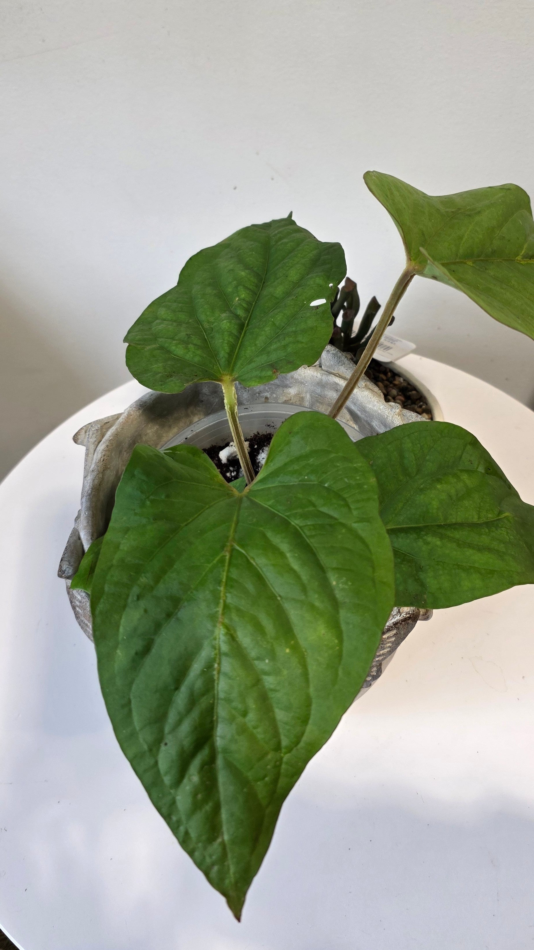 (Copy) Anthurium kunayalense "b"