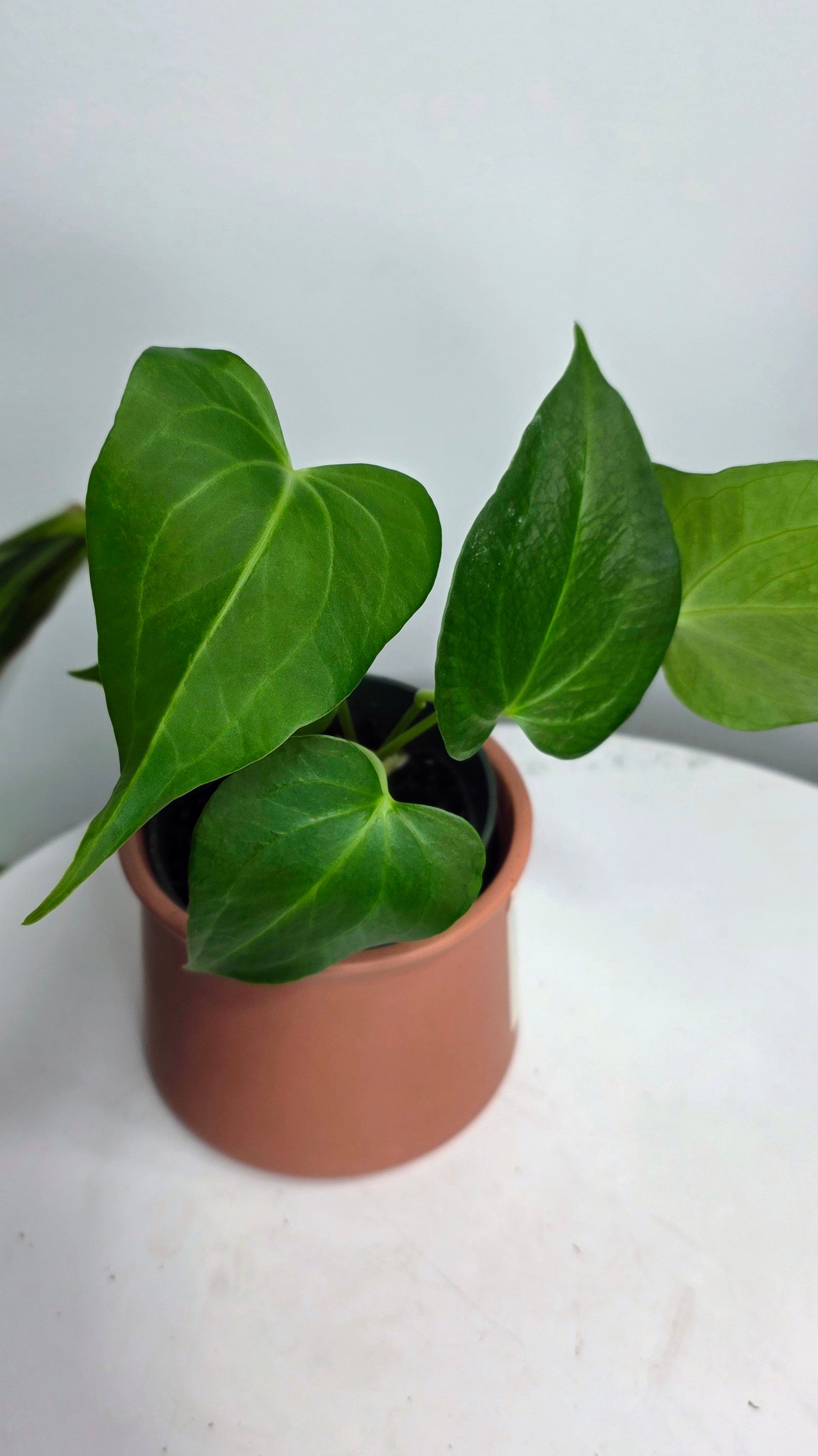 Anthurium Delta Force C