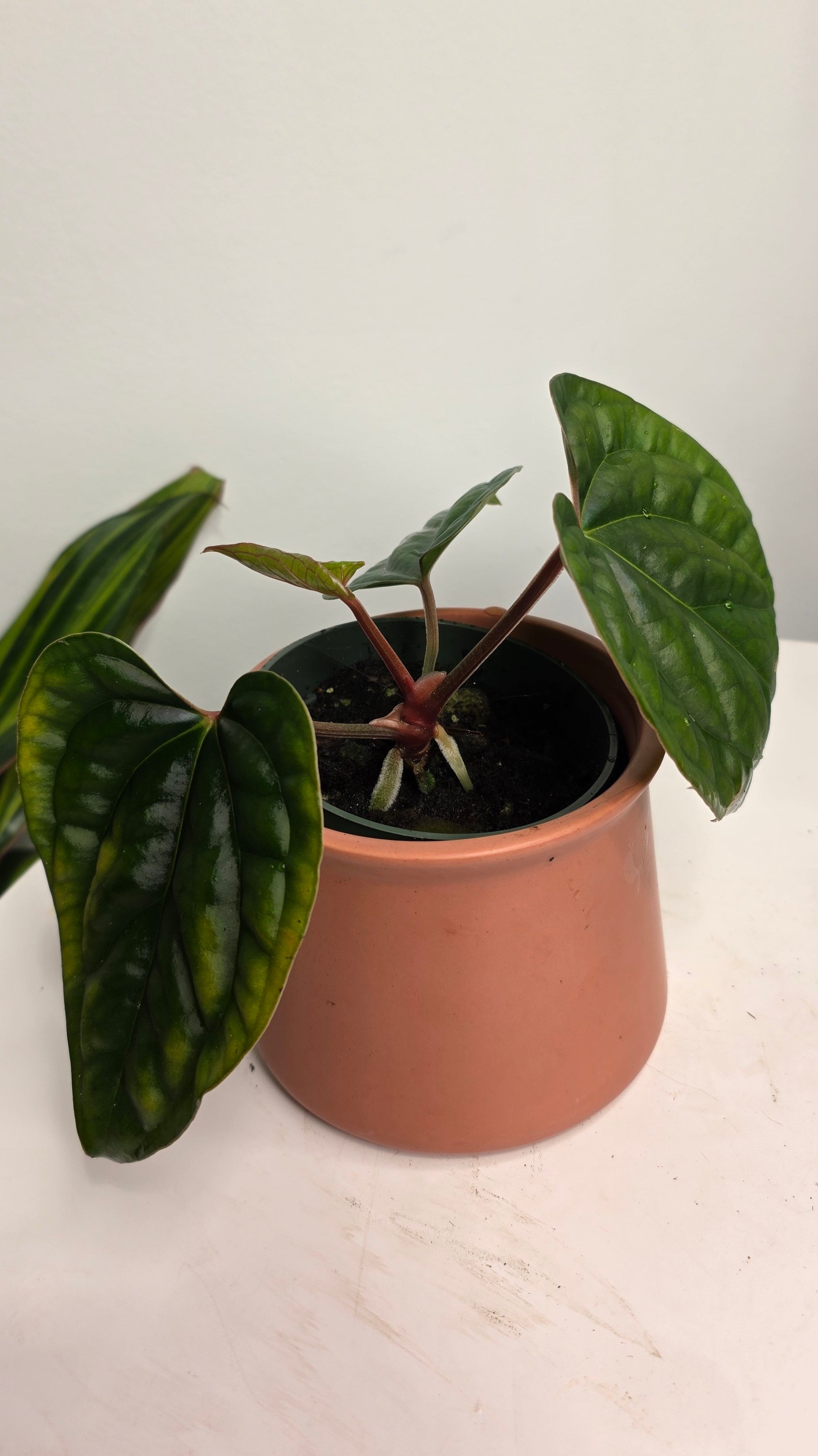 Anthurium Besseae aff x Luxurians B