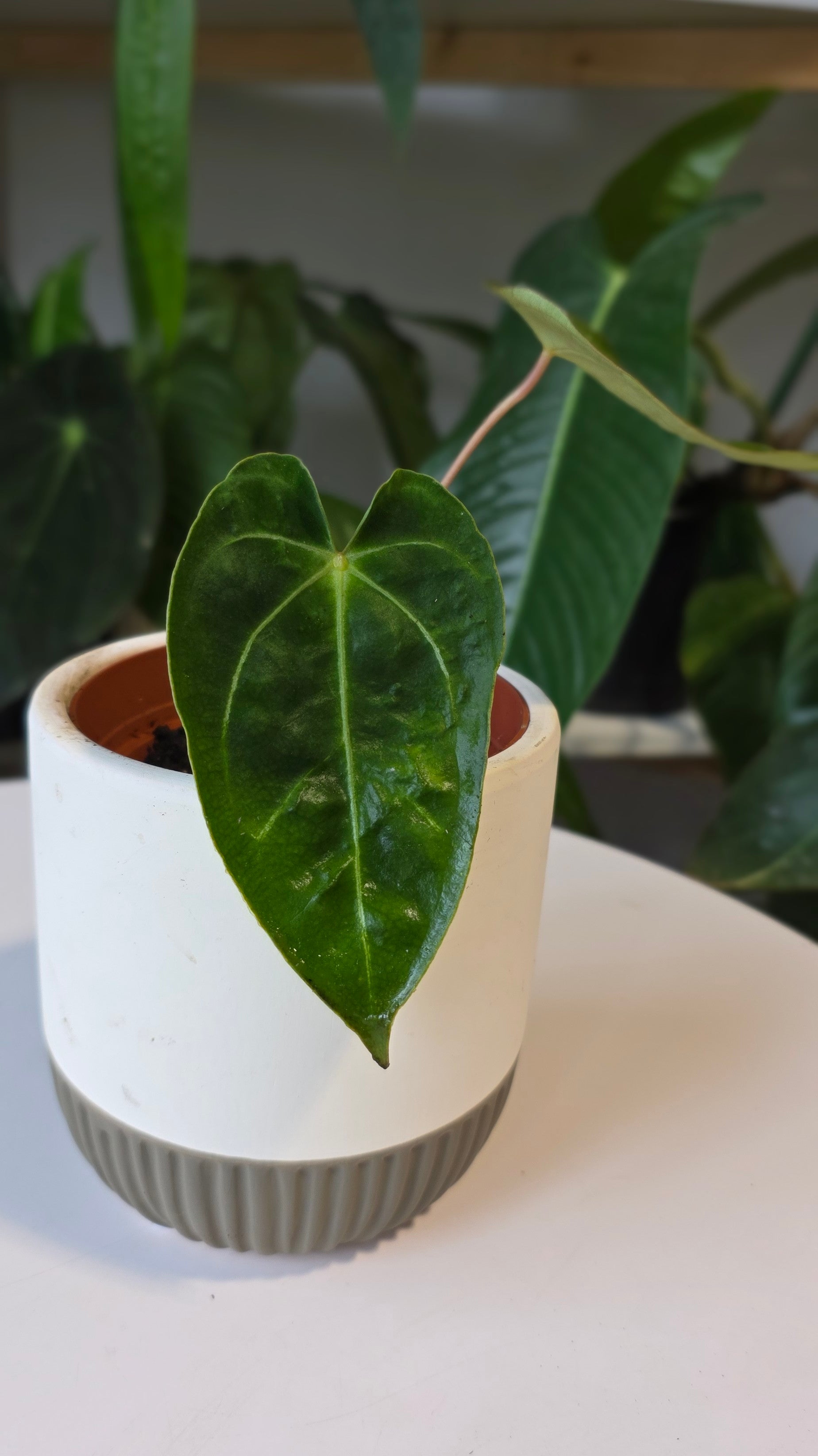 Anthurium Forgetii x Carlablackaie (A)