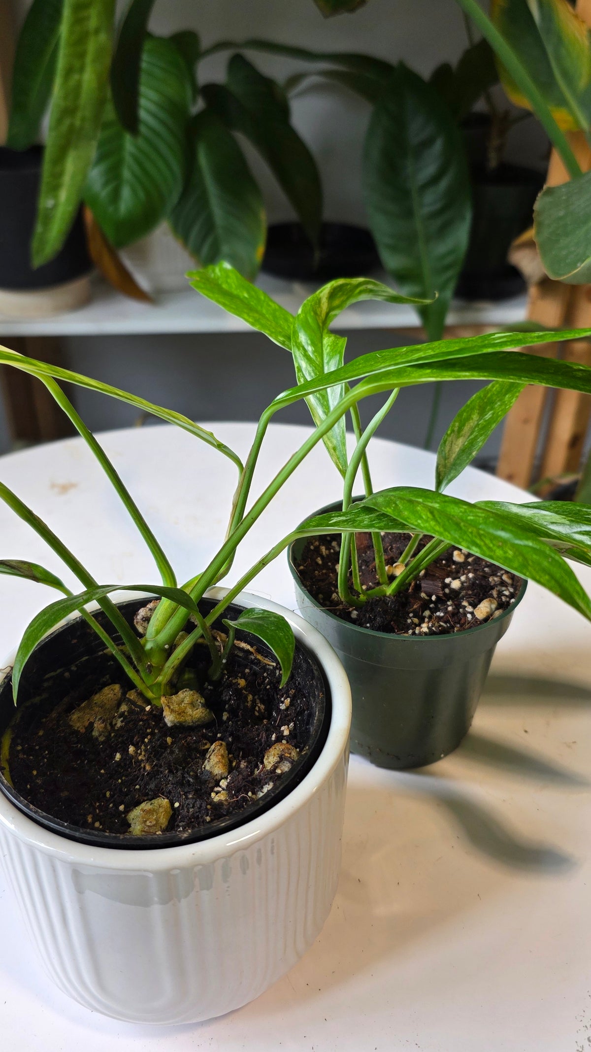 Rhaphidophora megasperma variegated