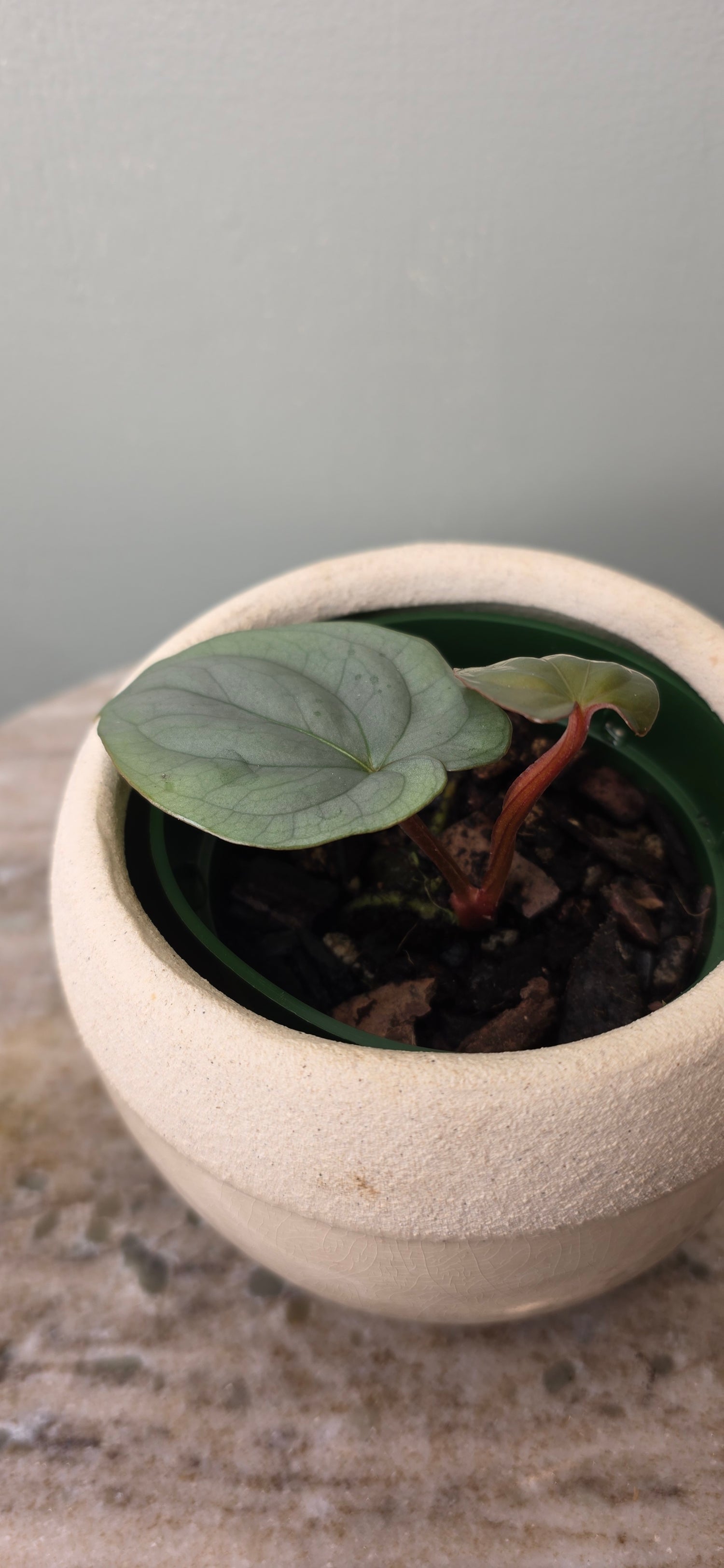 Anthurium sp Silver Peru C