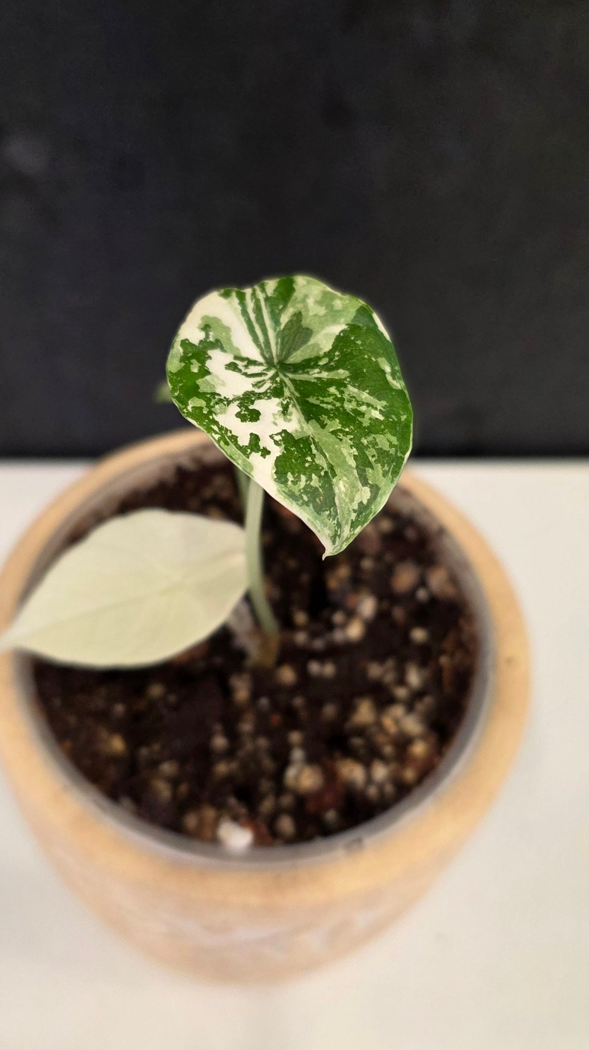 Alocasia Melo Albo G