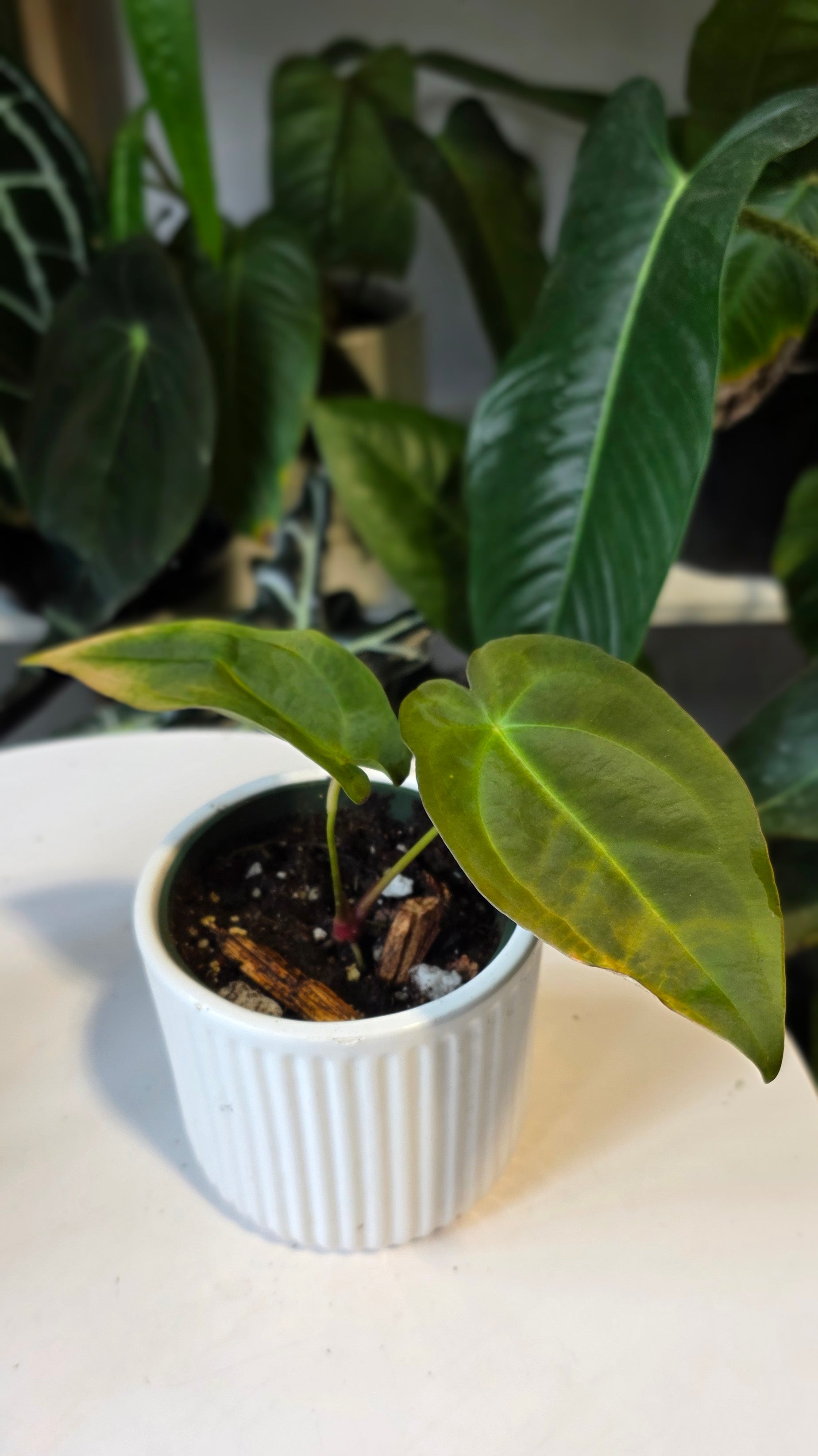 Anthurium Forgetii x Papillilaminum (D)