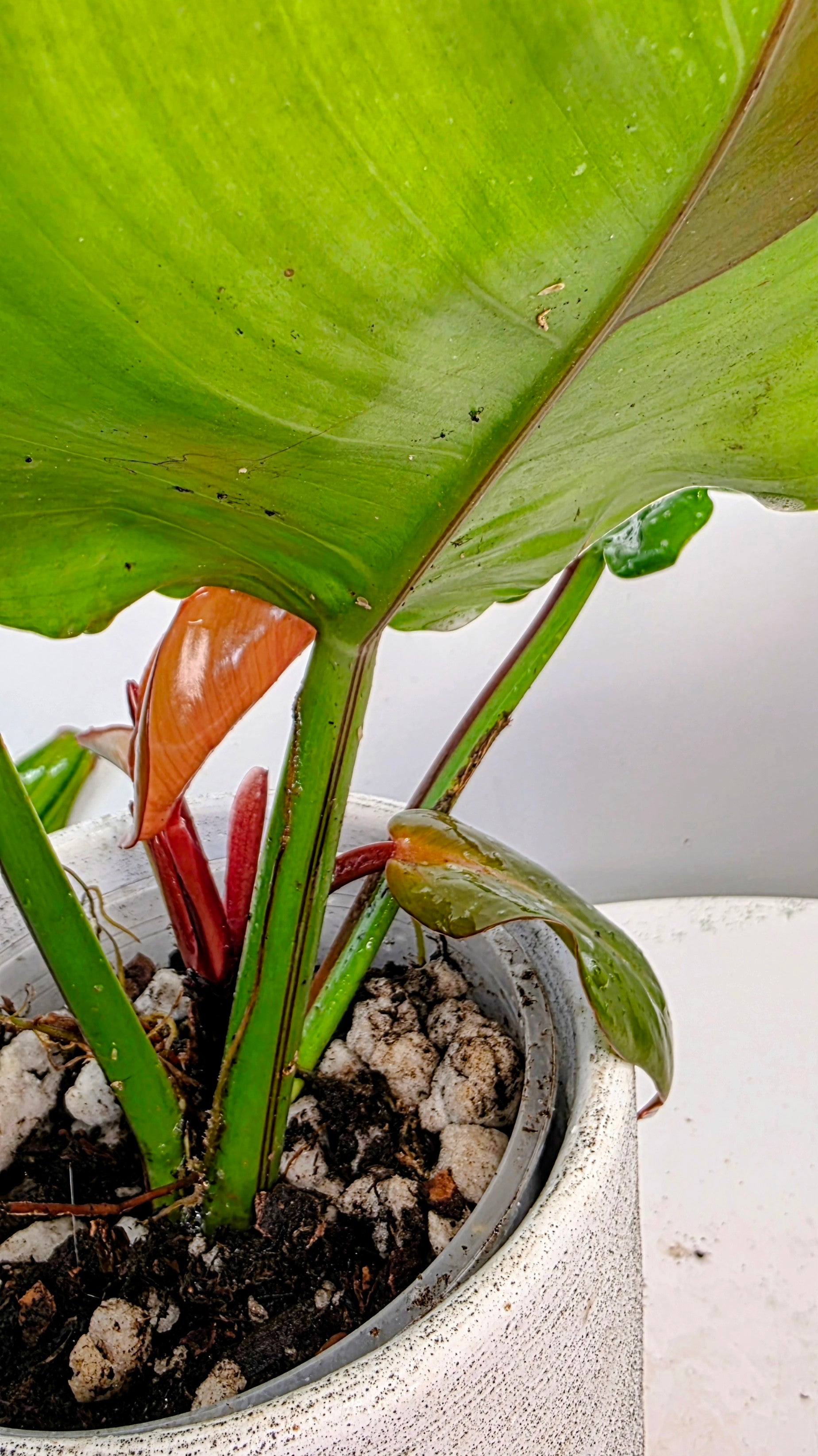 Philodendron Red Moon C