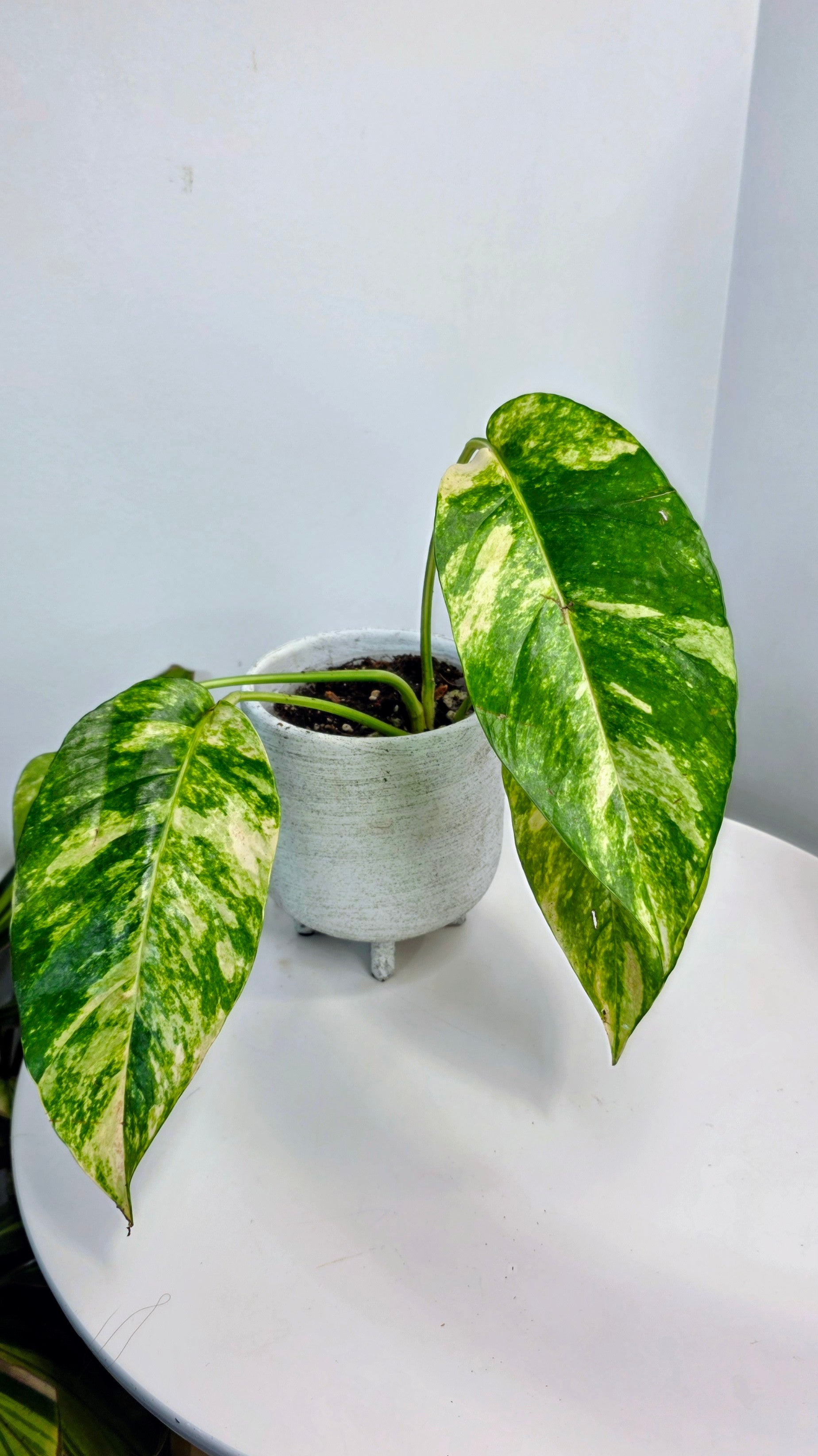 Epipremnum Pinnatum Sunburst A