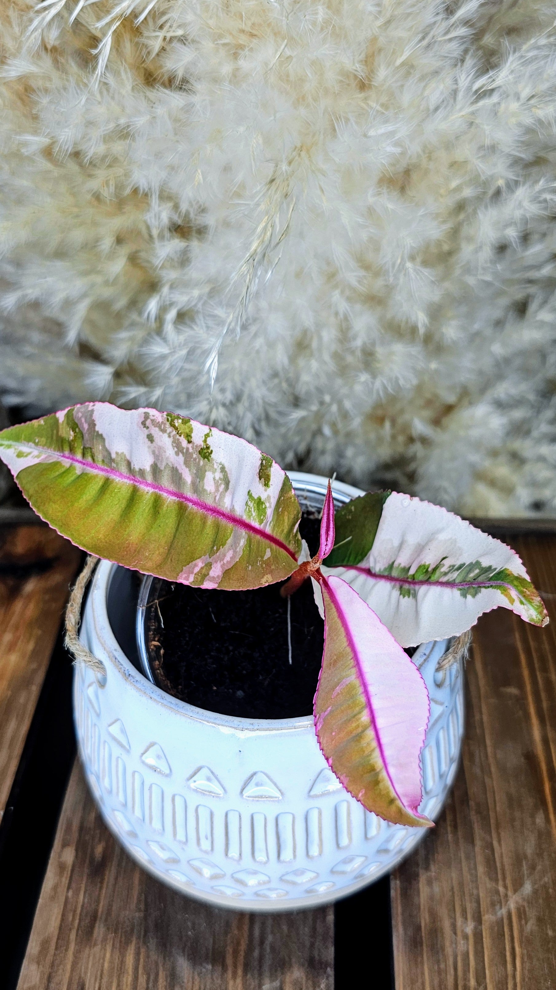 Labisia sp. Pink Variegated