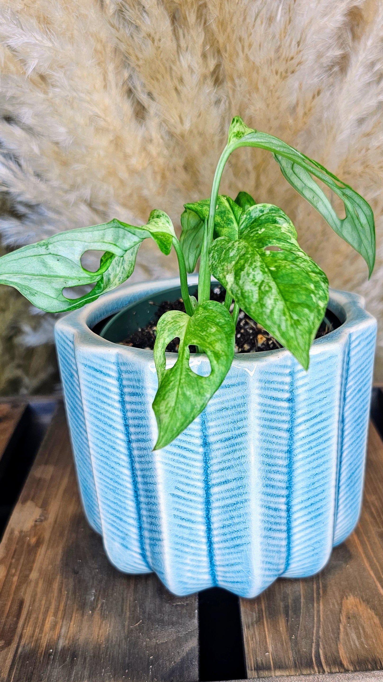 Monstera Adansonii Indo Marble Variegated (WM01)