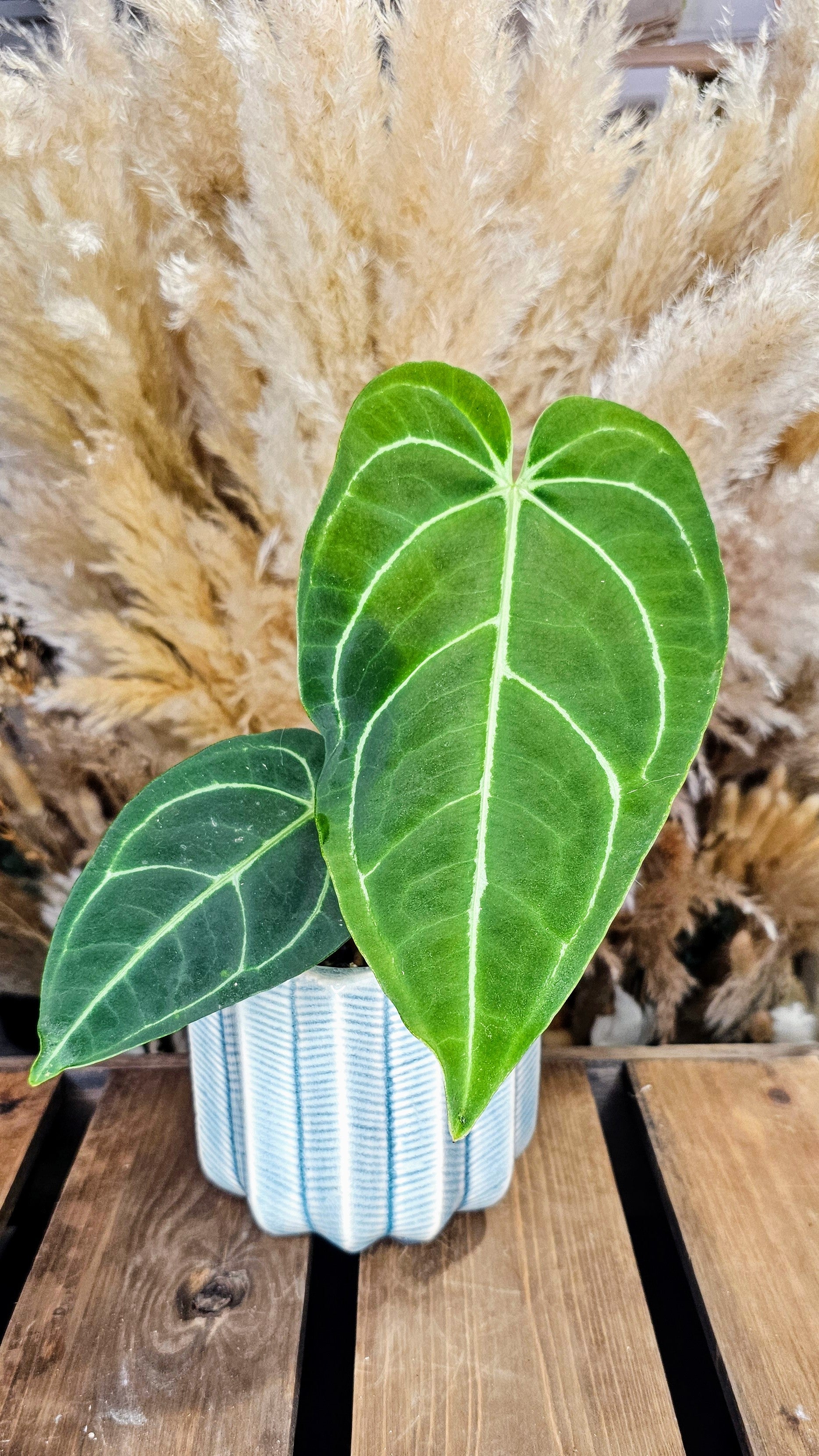 Anthurium Regale (WAR01)