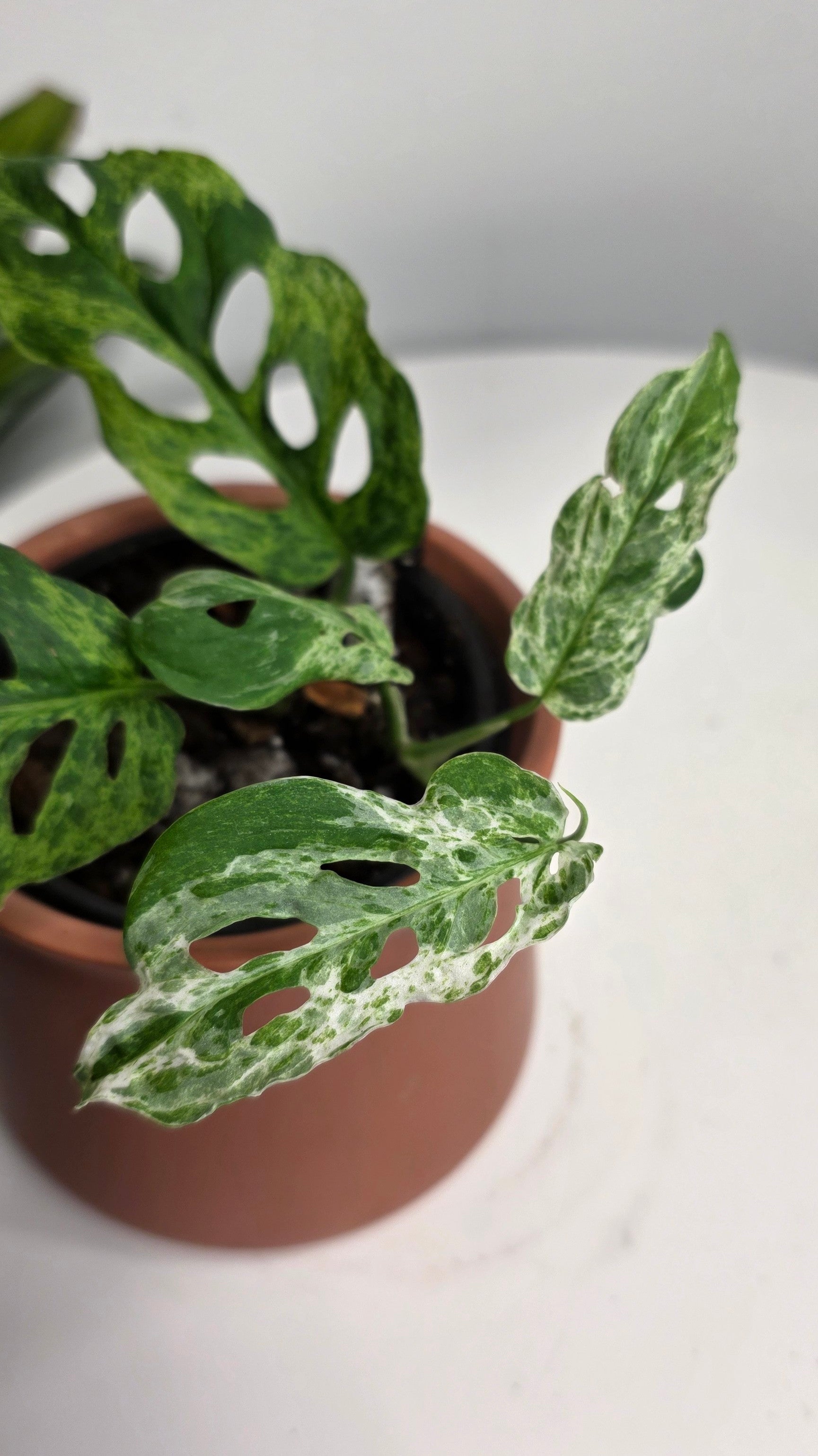 Monstera Adansonii Frozen Freckles D