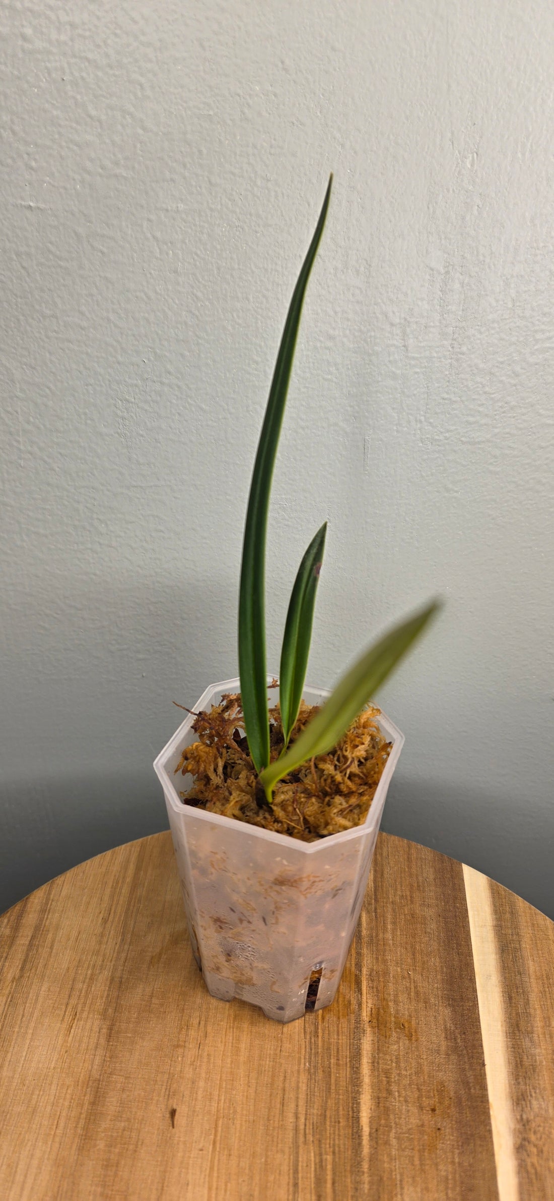 Phragmipedium hirtzii