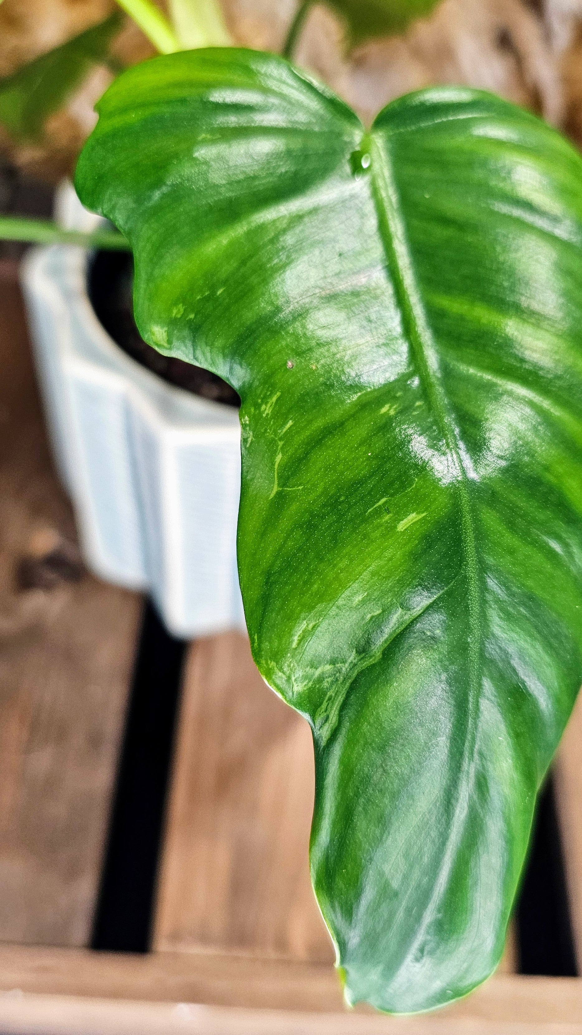 Philodendron Molted Dragon (WOP03)
