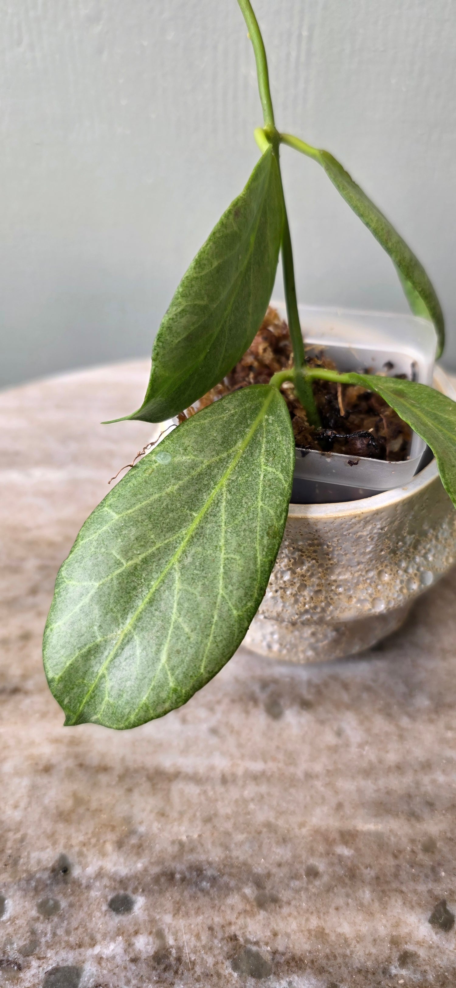 Hoya Obscura Silver B