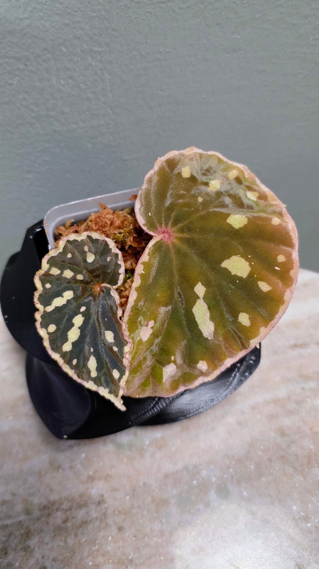 Begonia sp. Sarawaku