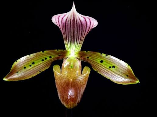 Paphiopedilum tonsum