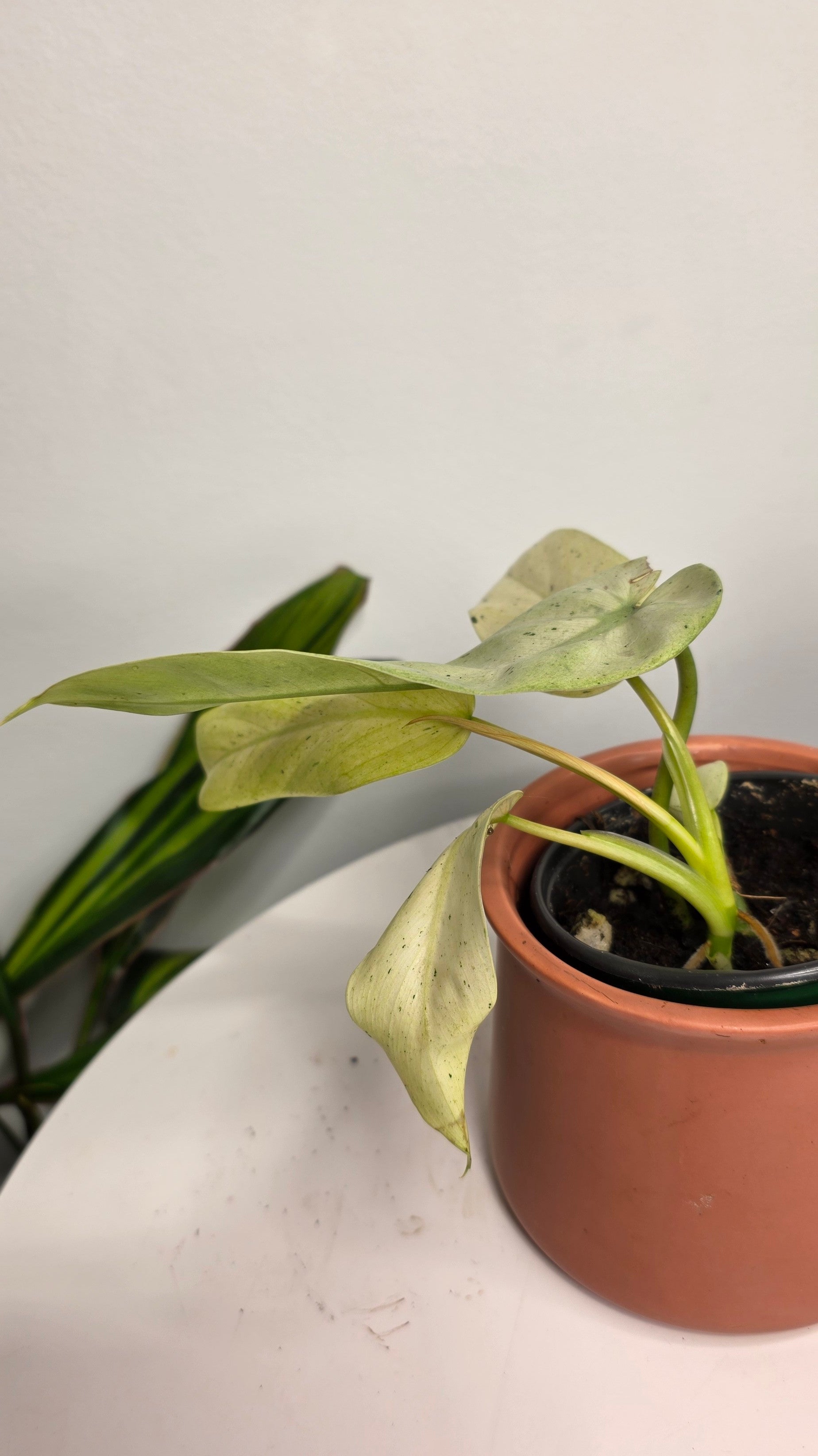 Philodendron Snowdrift Variegated B