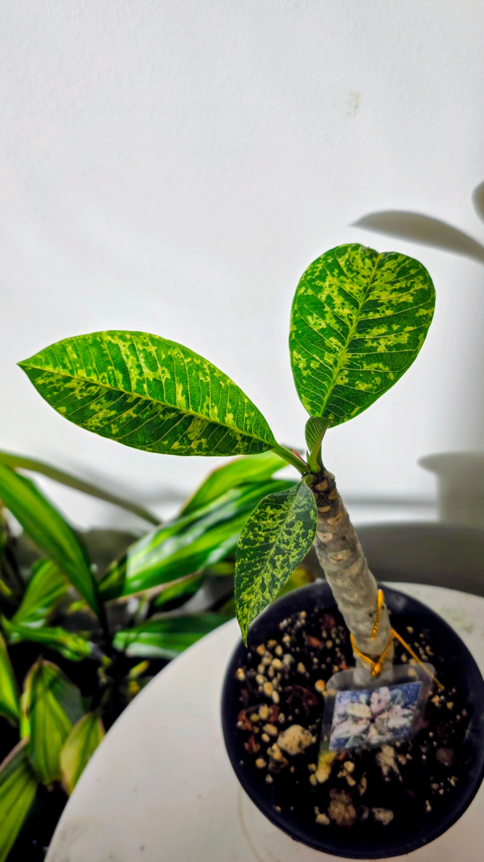 Plumeria Variegated A