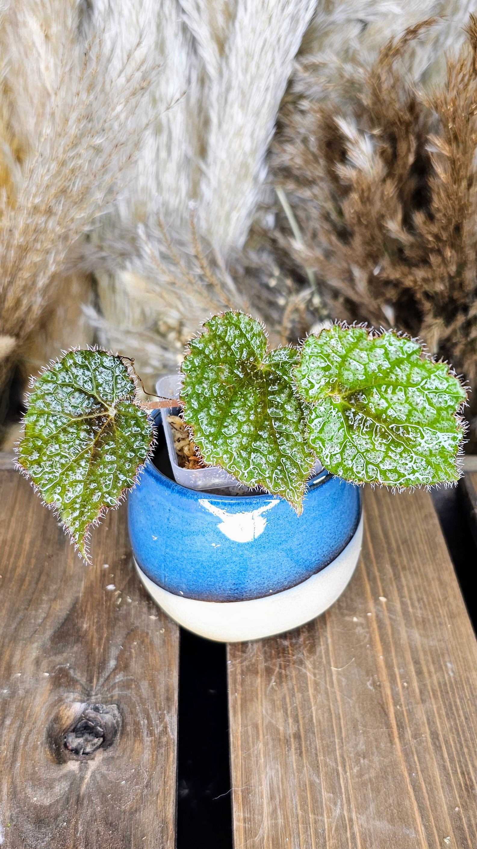 Begonia Iron Cross 2"