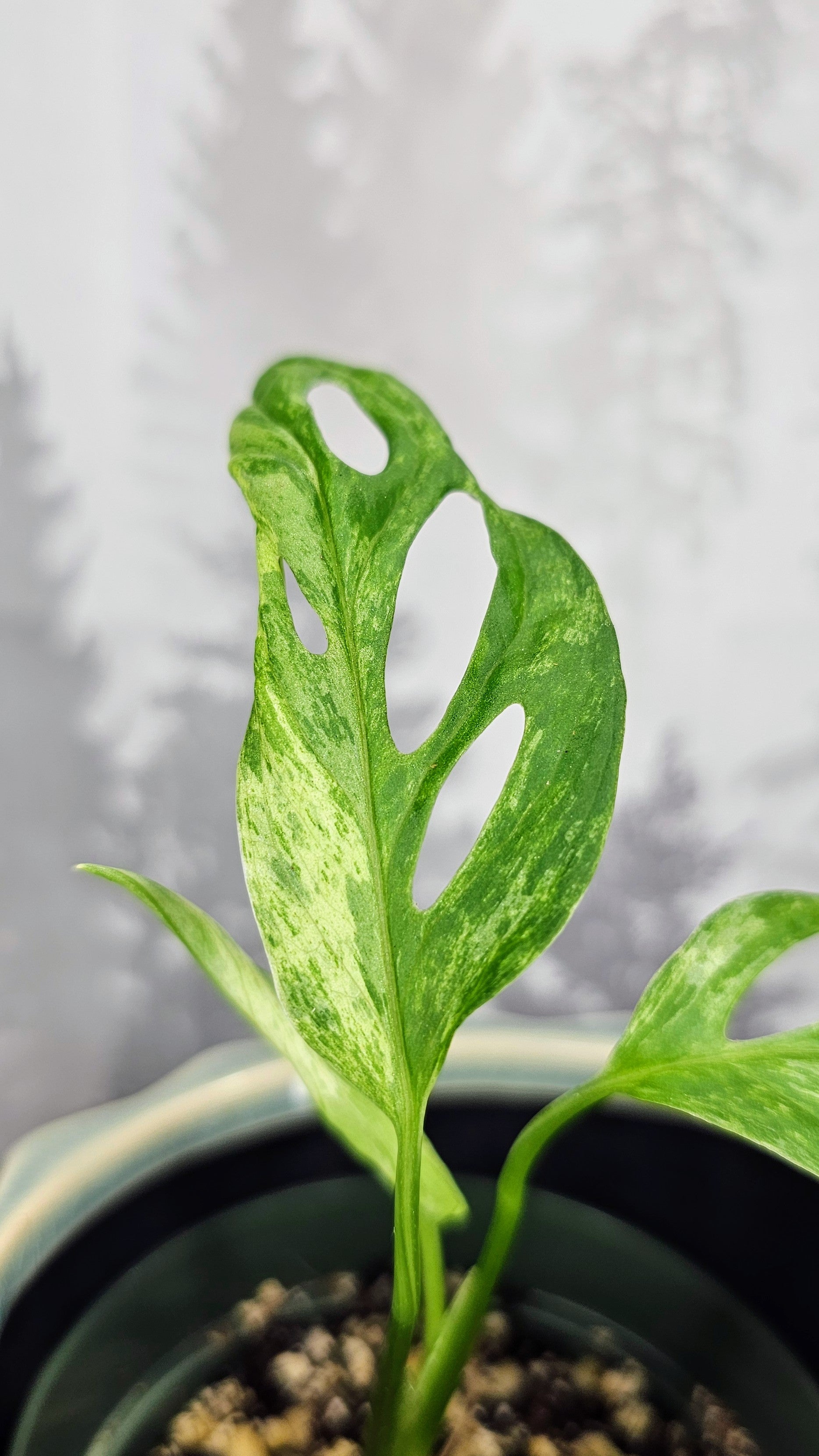 Monstera Albo Indo Variegated (M1)