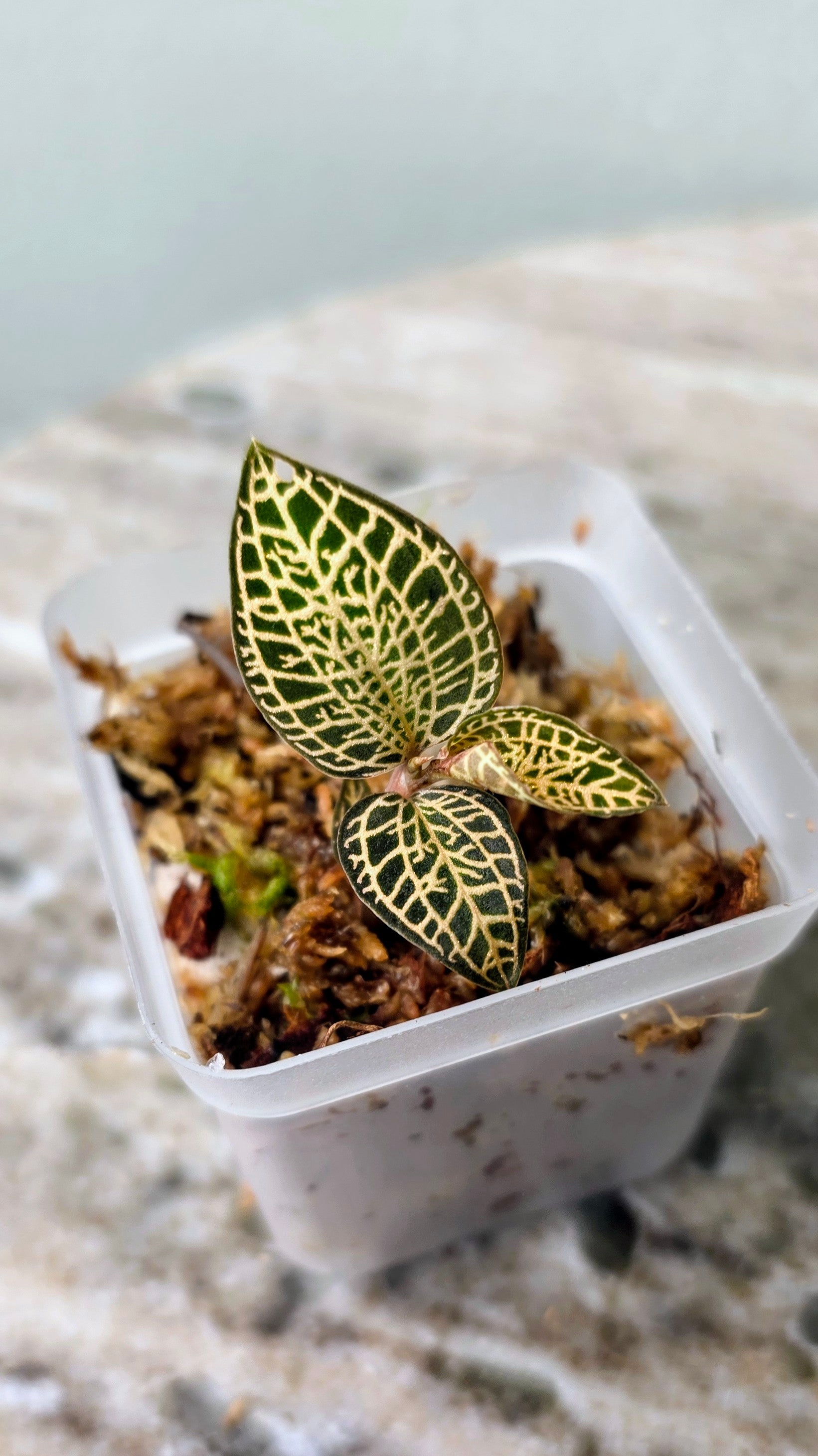 Anoectochilus Roxburghii Gold Bar