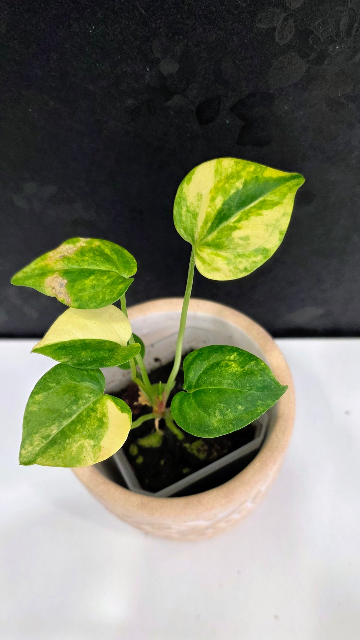 Anthurium Clarinervium Variegated C