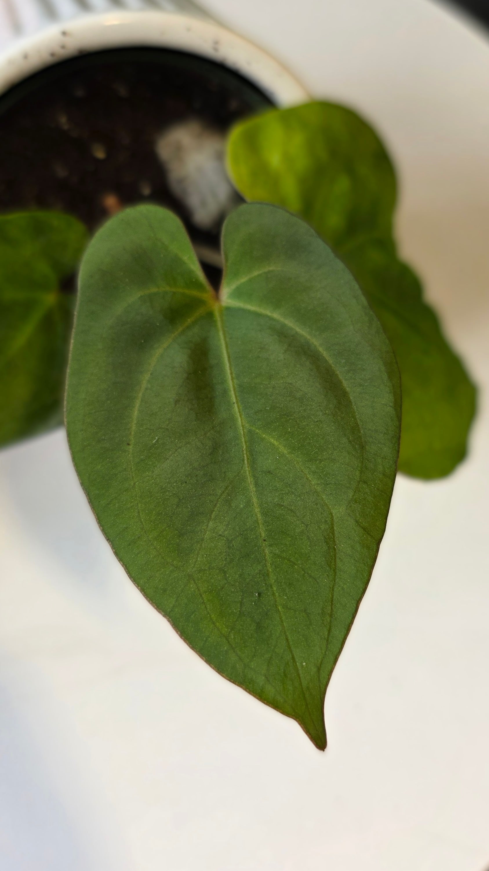 Anthurium Besseae aff x Eastern Dressleri (c)