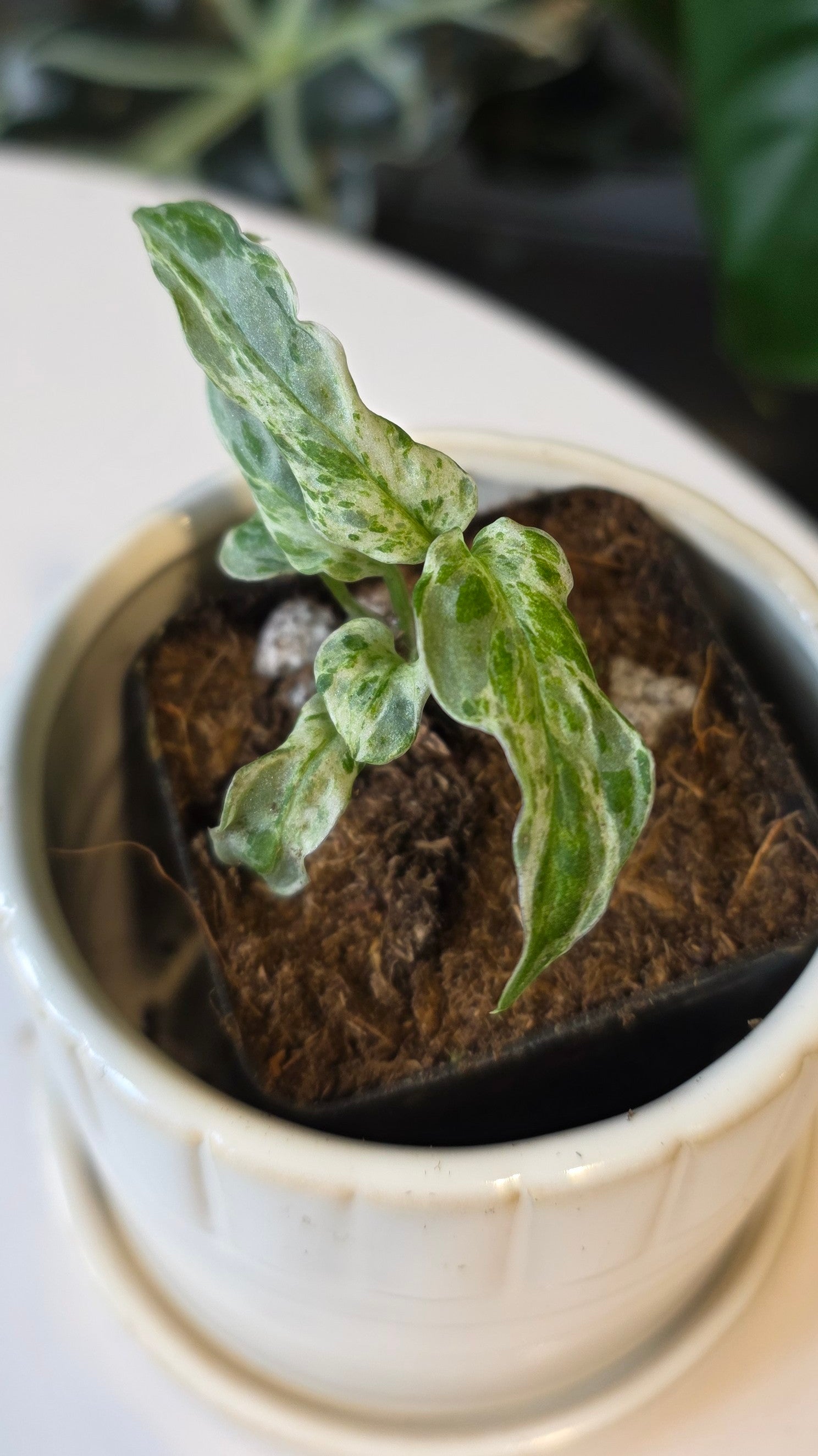Monstera Adansonii Frozen Freckles (E)