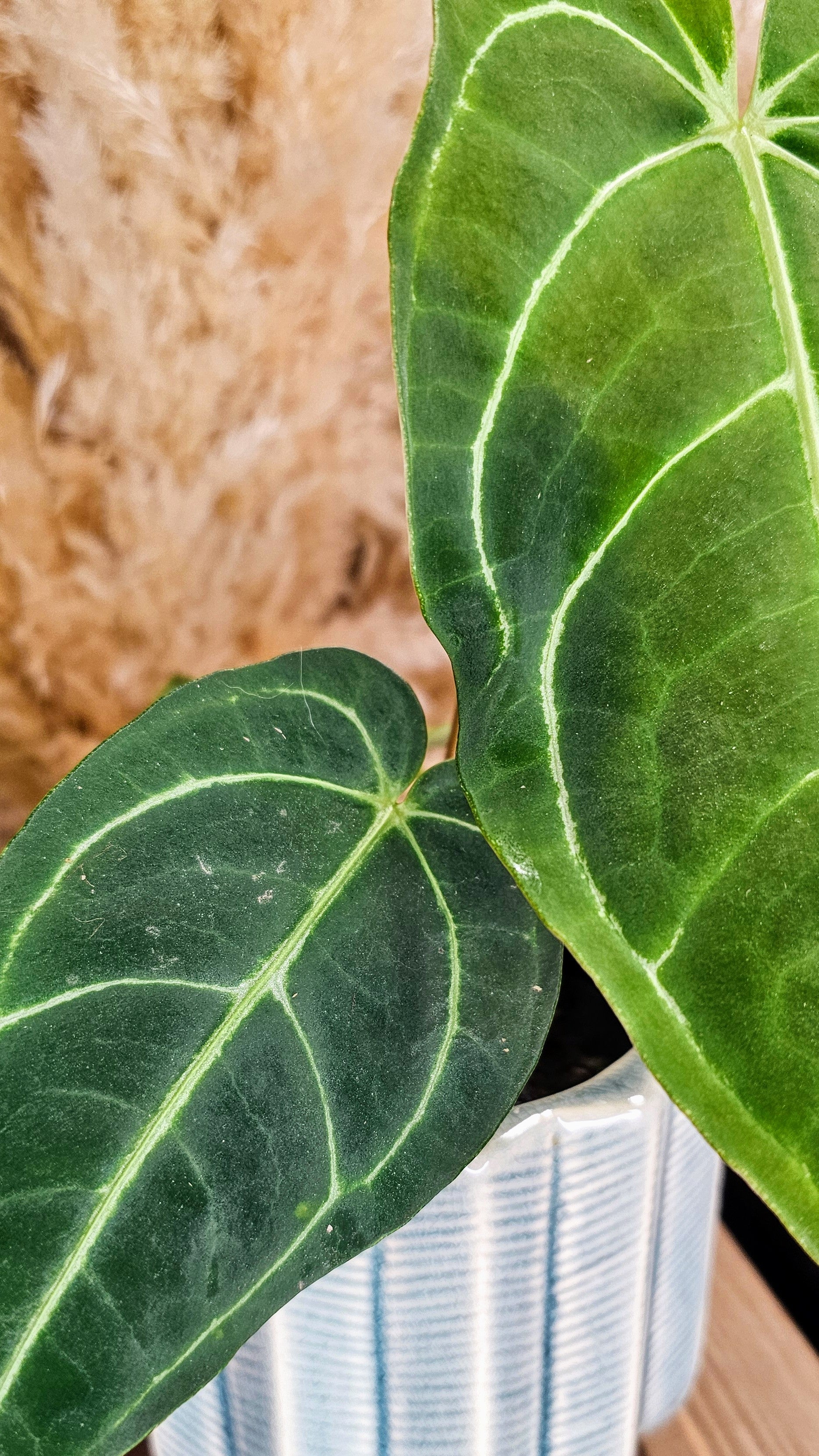 Anthurium Regale (WAR01)