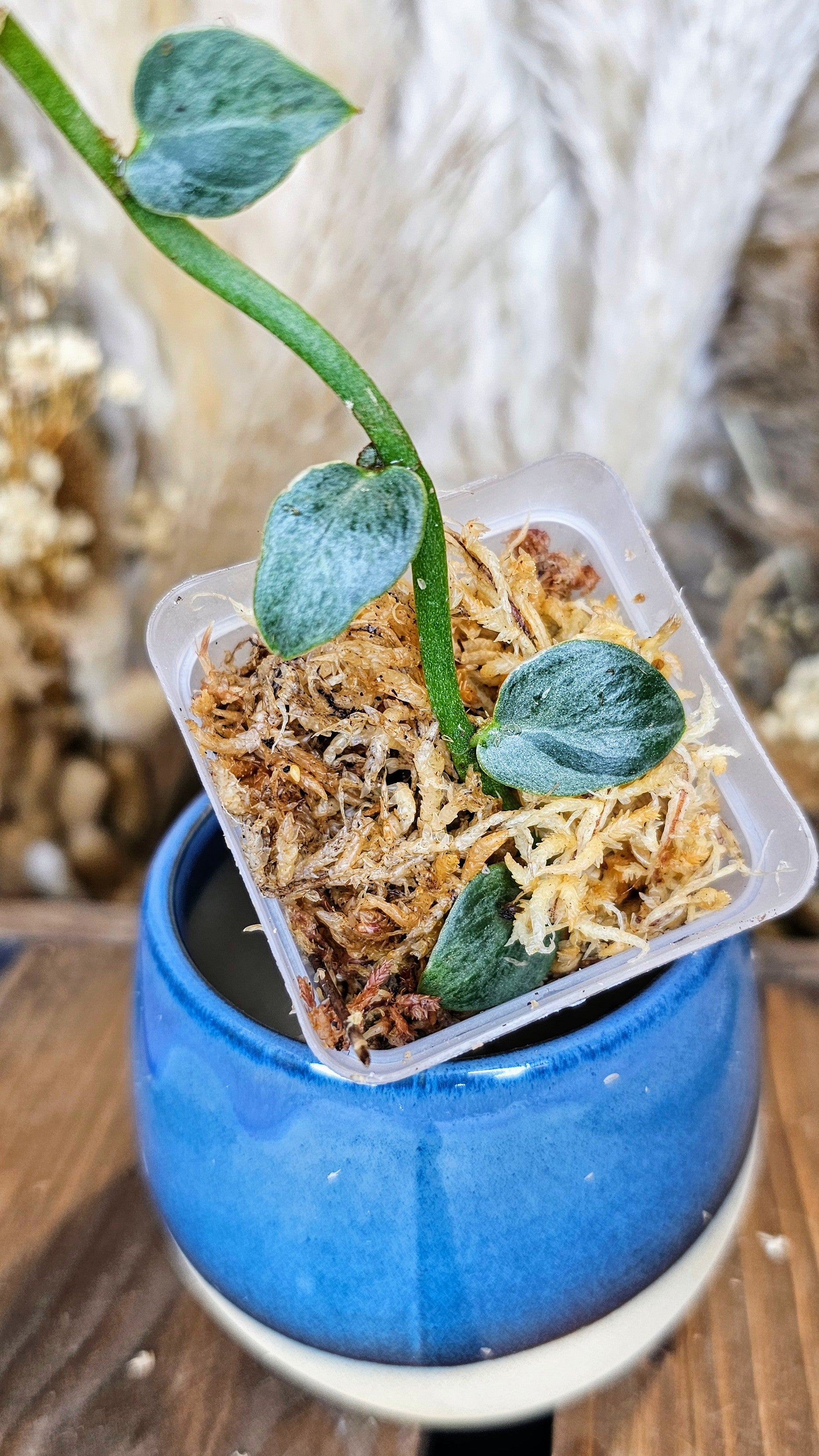 Rhaphidophora hayi silver variegated