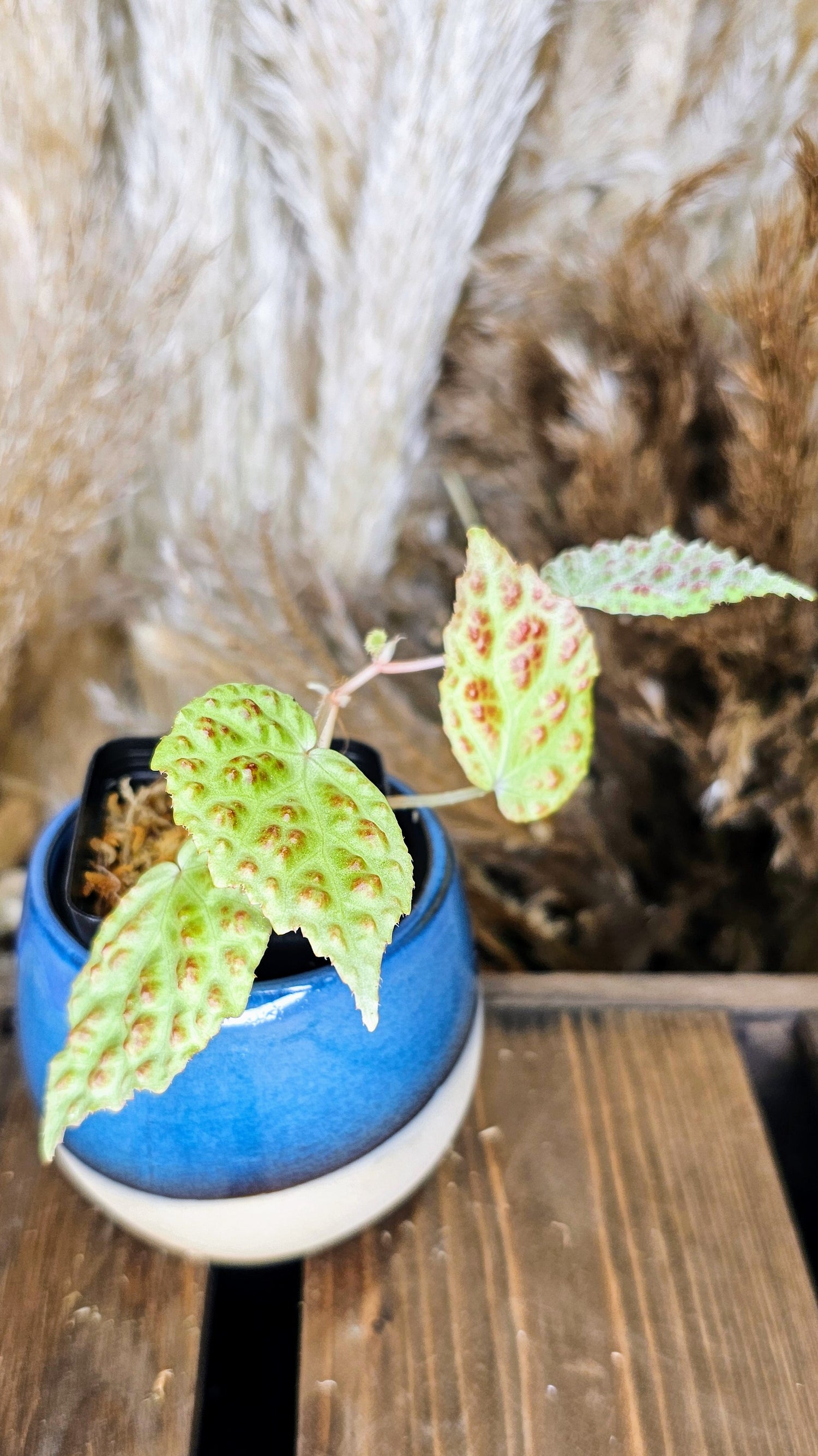 Begonia Dracopelta