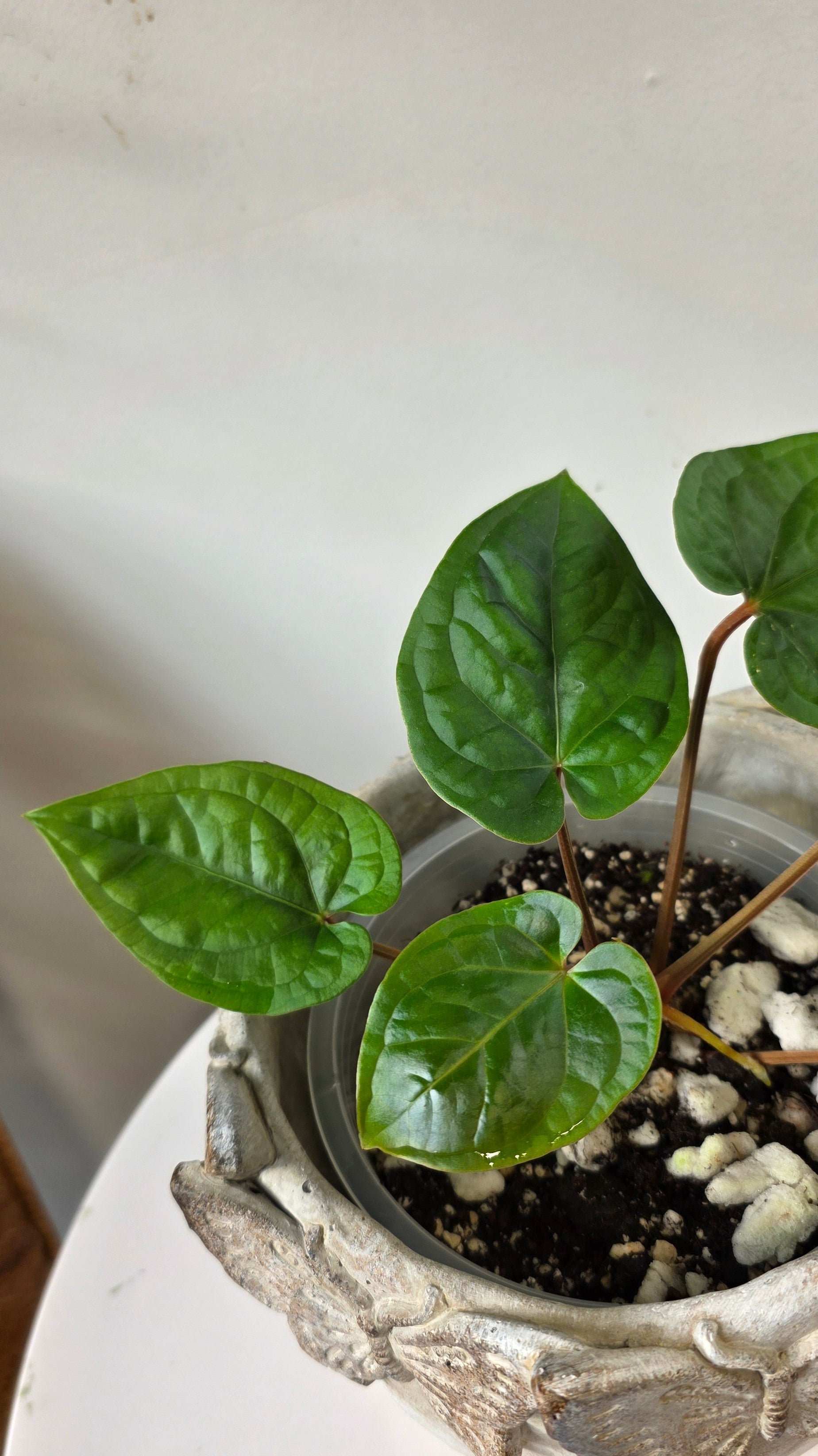 Anthurium Amazon Diamond Inverse Crossing "a"