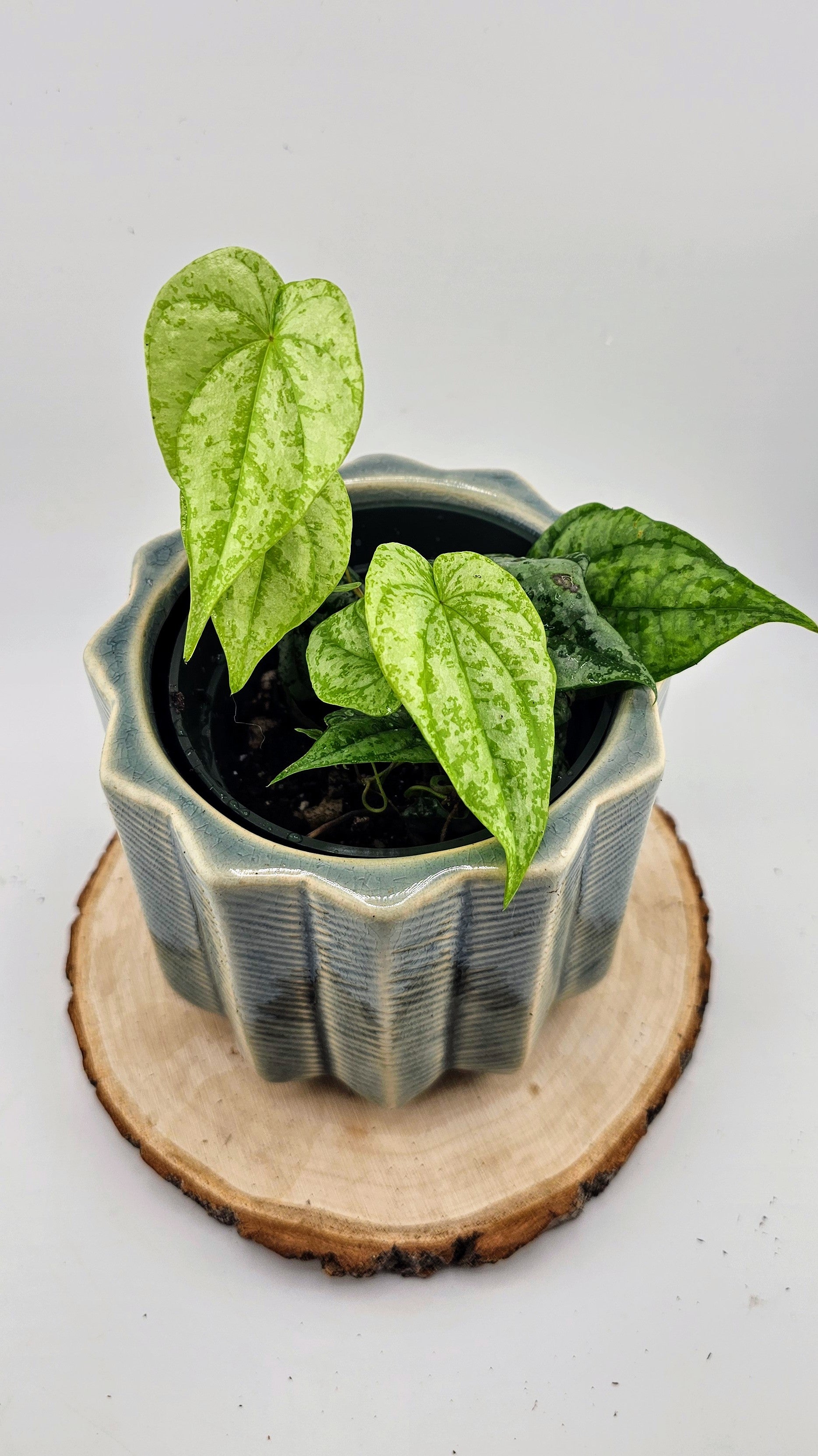 Dioscorea sp. Colombia Silver (A)
