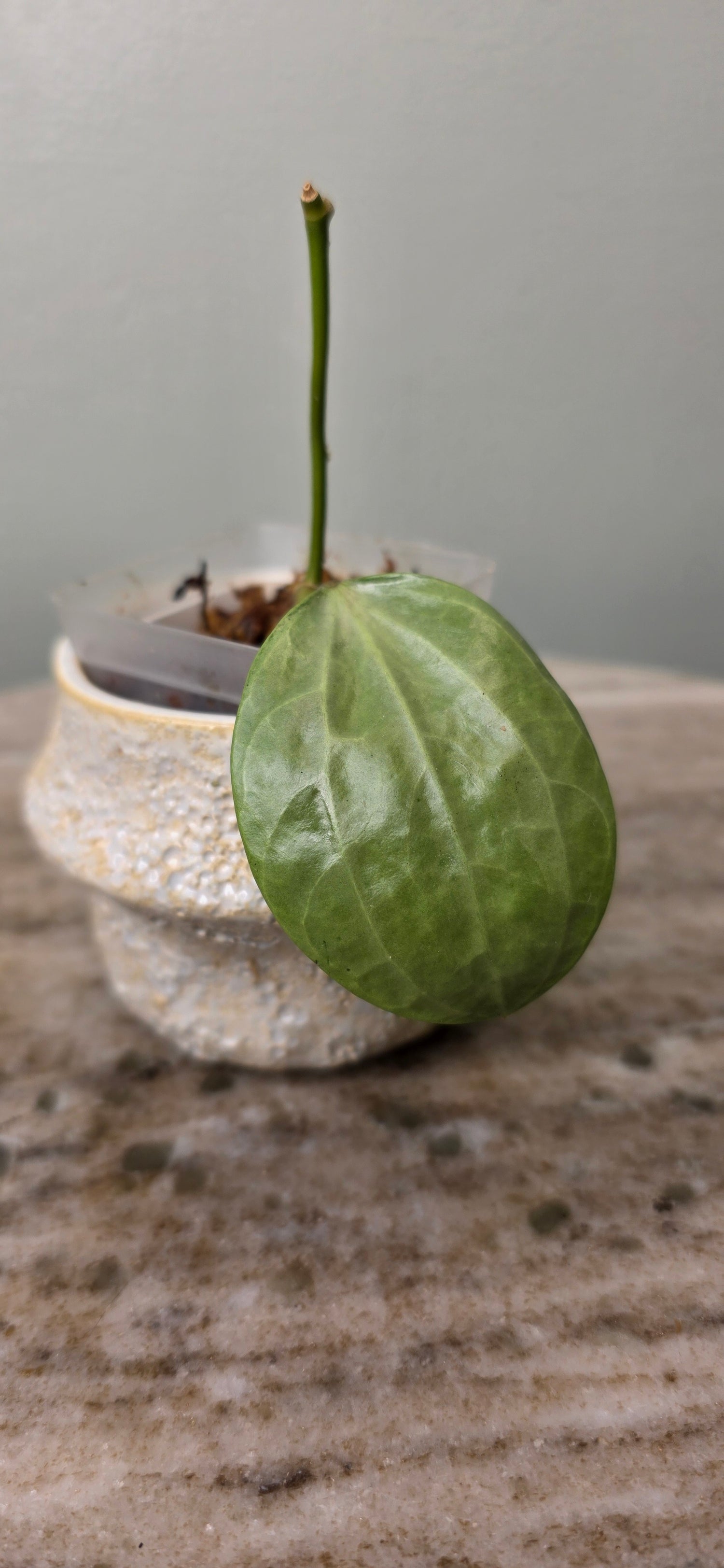 Hoya Latifolia Silver B
