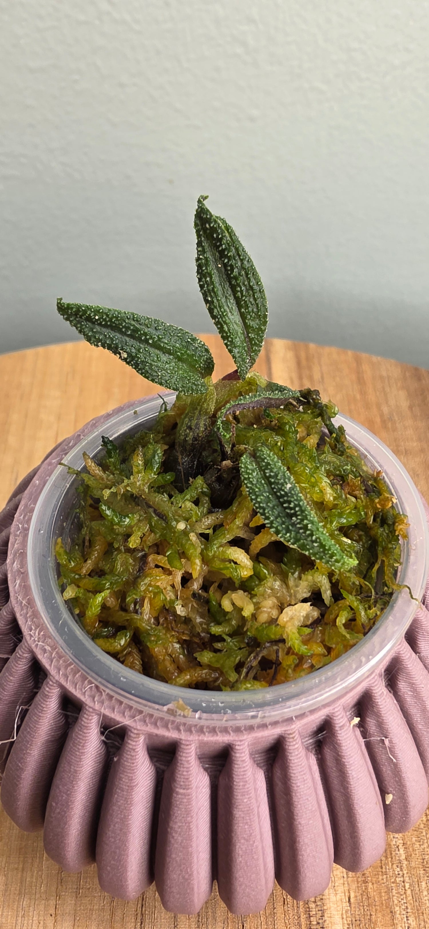 Dendrobium cuthbertsonii f. red