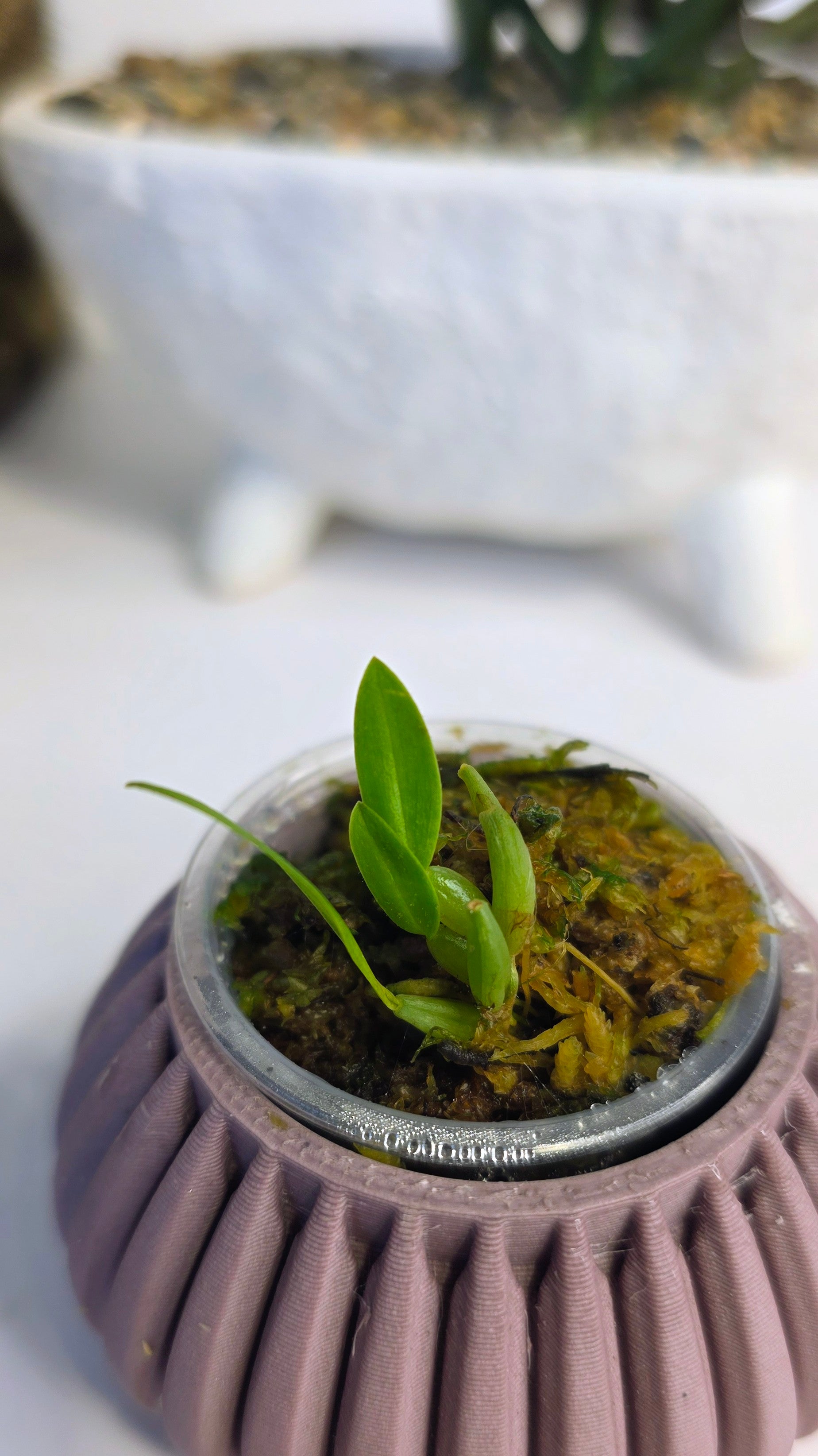 Bulbophyllum japrii
