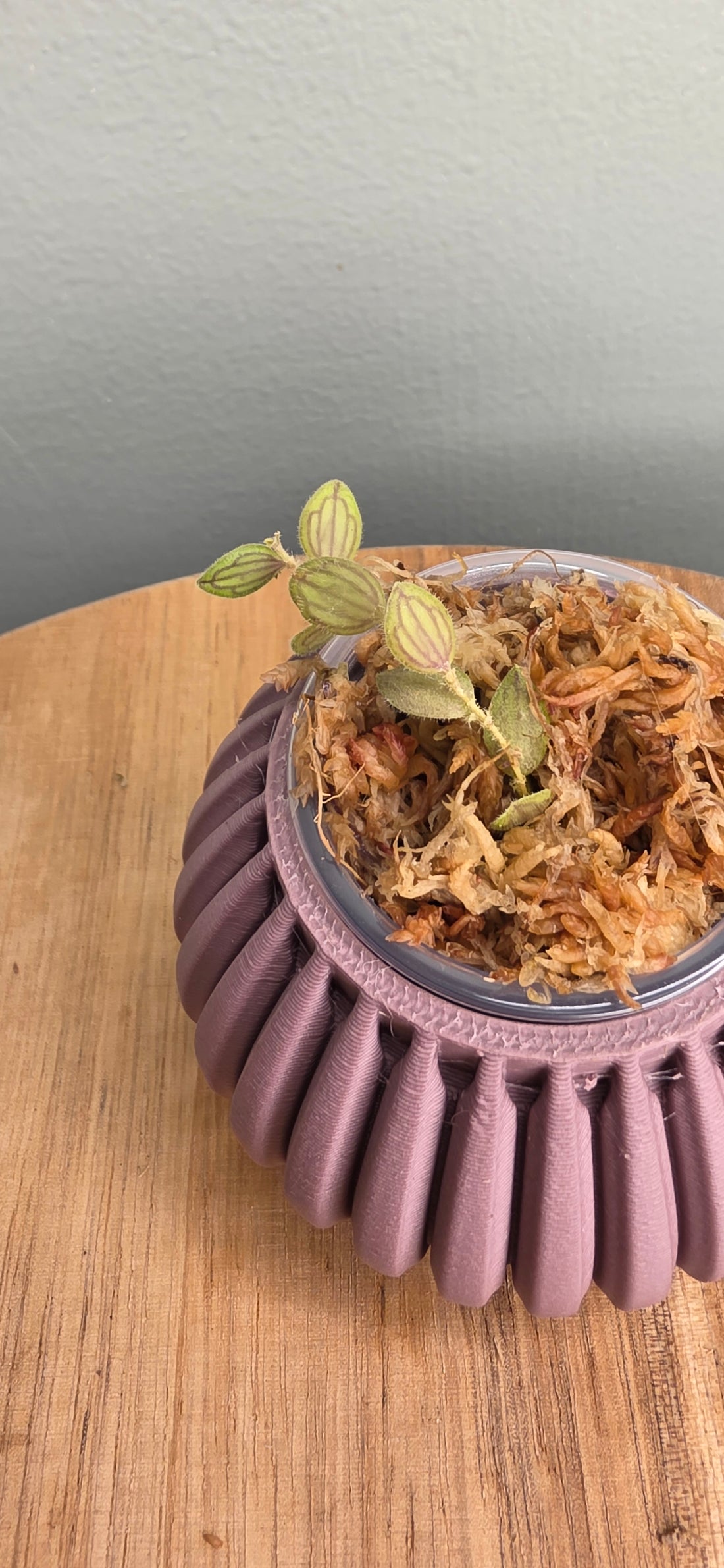 Lepanthes persimilis