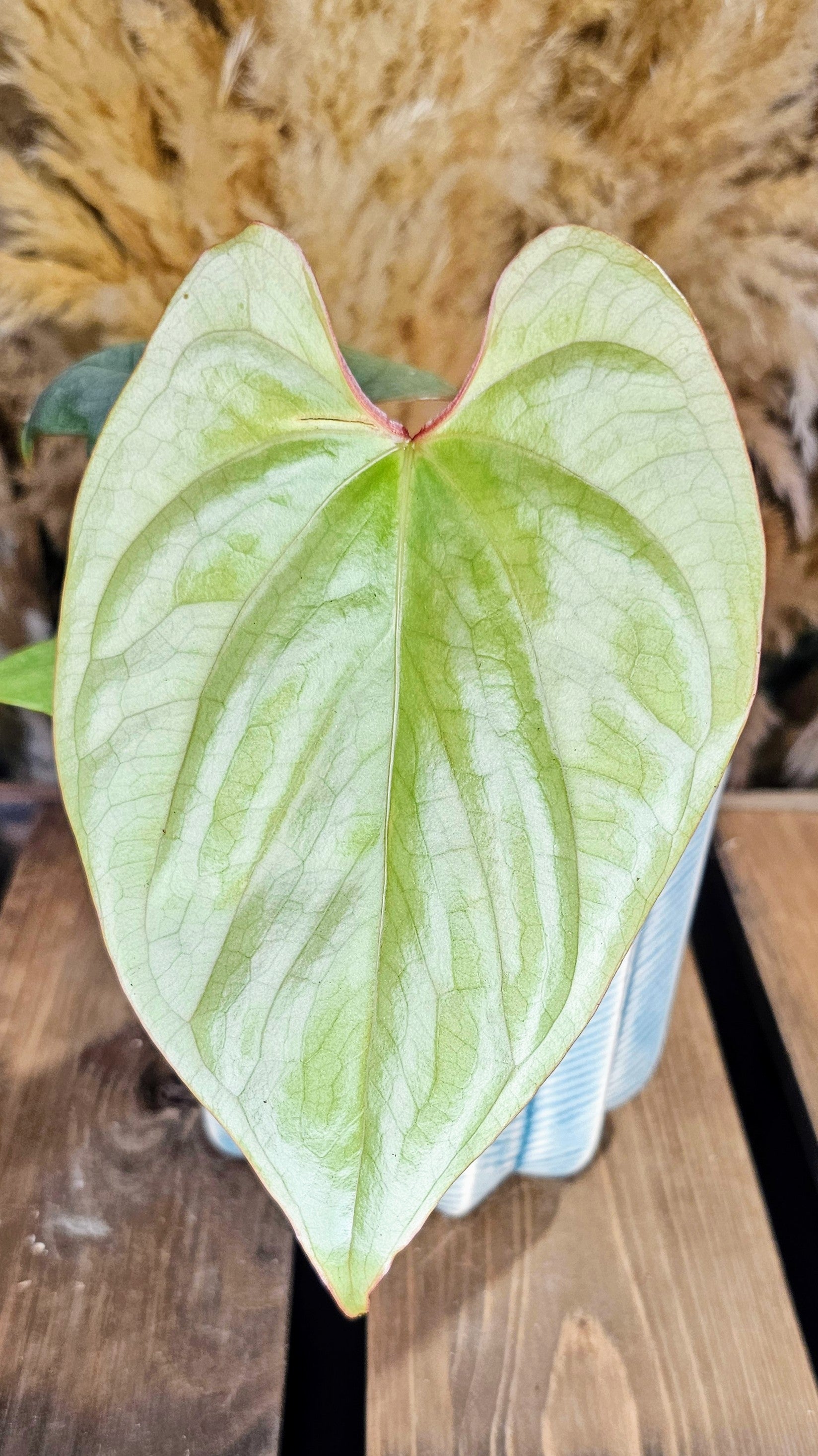Anthurium sp. Peru Silver (WAP01)